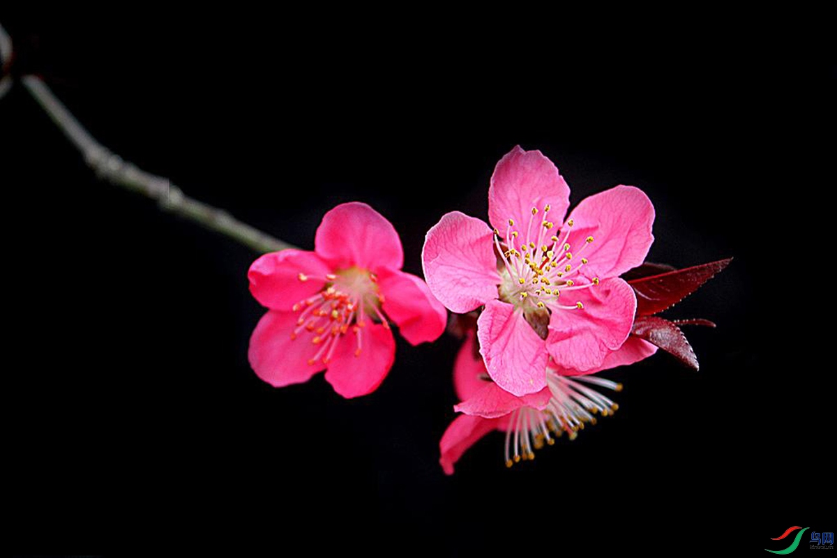 IMG_2486.jpg