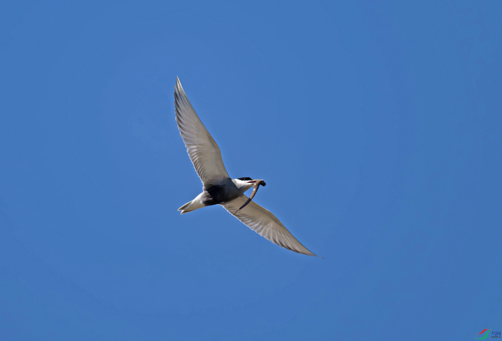 _DSC7592d2.jpg