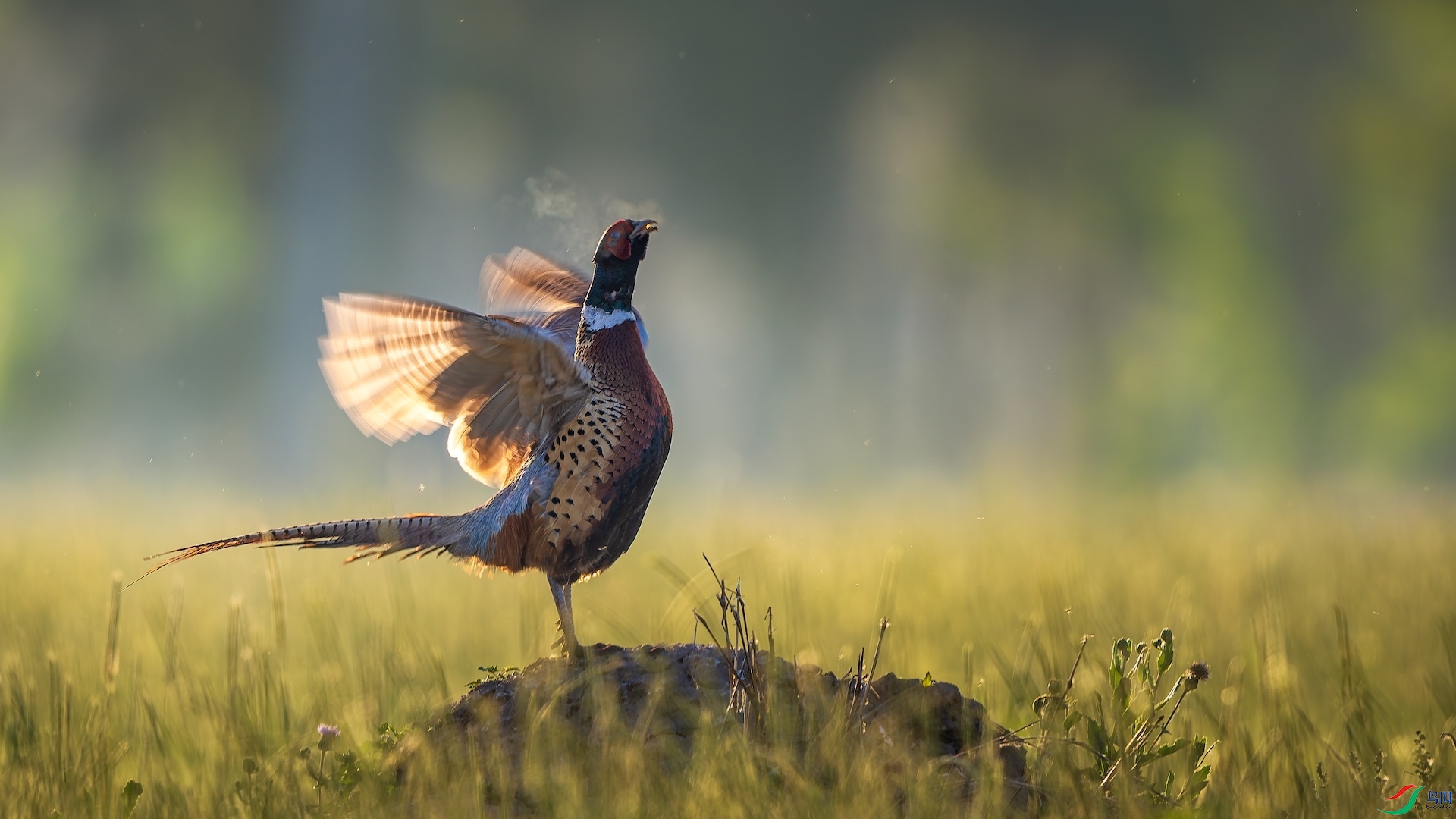 1_XXL1321-����ǿ-NR ����.jpeg