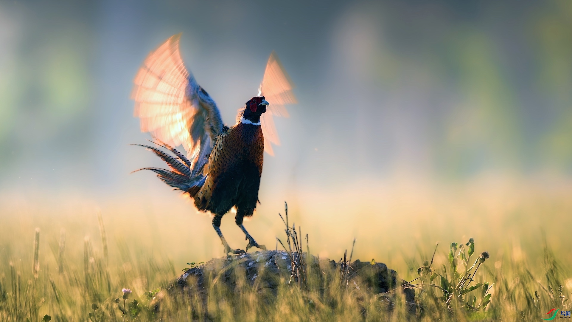 1_XXL1327-����ǿ-NR ����.jpeg