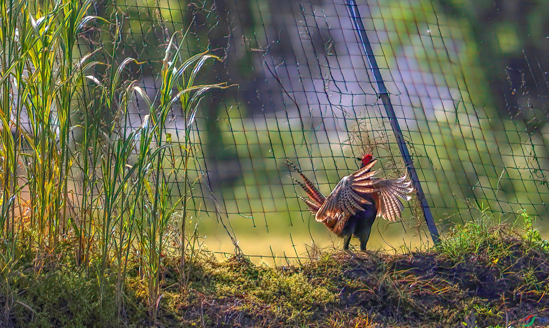 407A3300 ����-Sh---1 .jpg