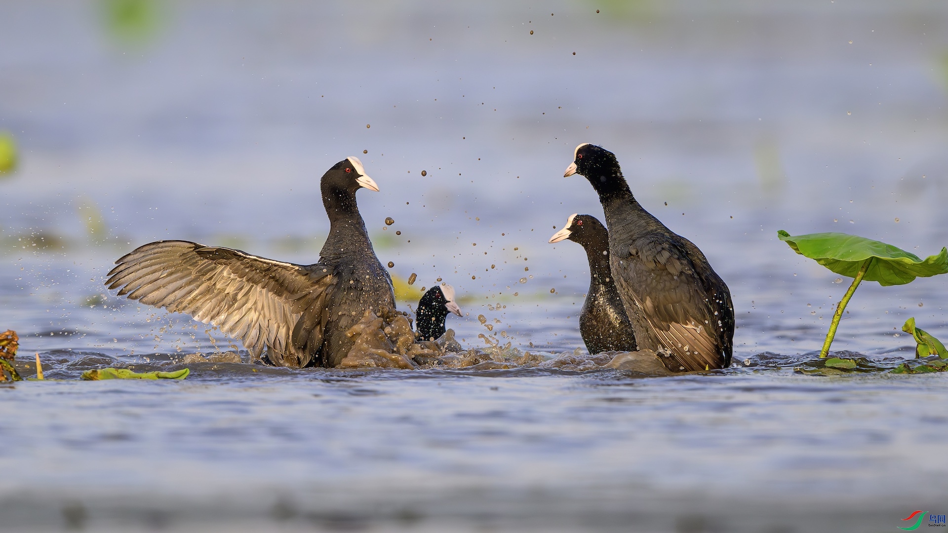 1_XXL1510-����ǿ-NR ����.jpeg