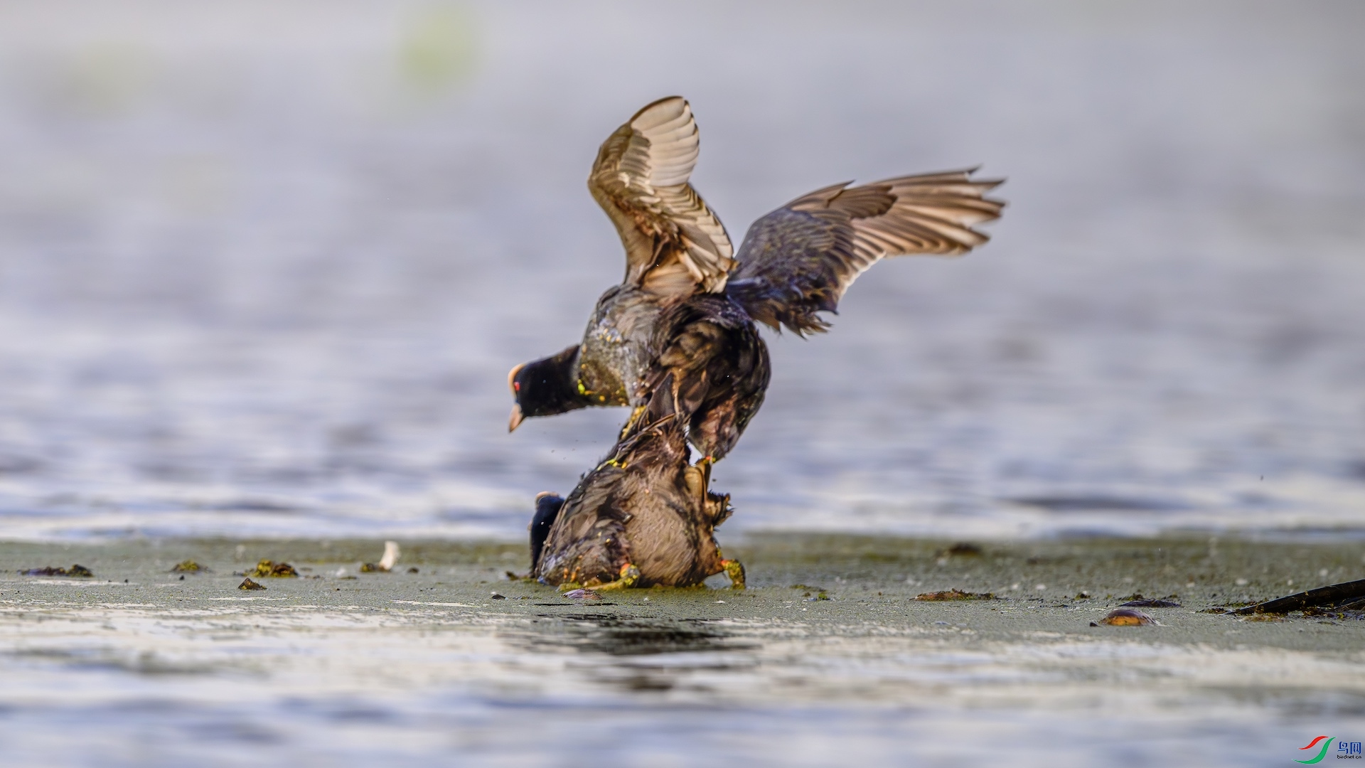 1_XXL1547-����ǿ-NR ����.jpeg