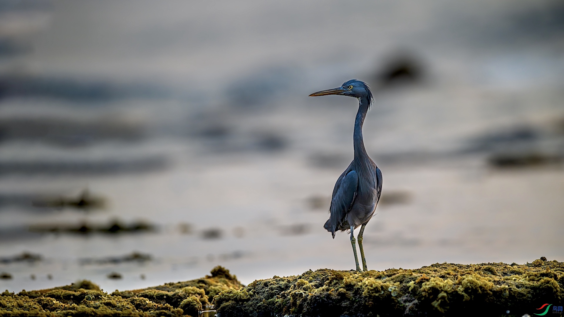 1_XXL7149-����ǿ-NR ����.jpeg