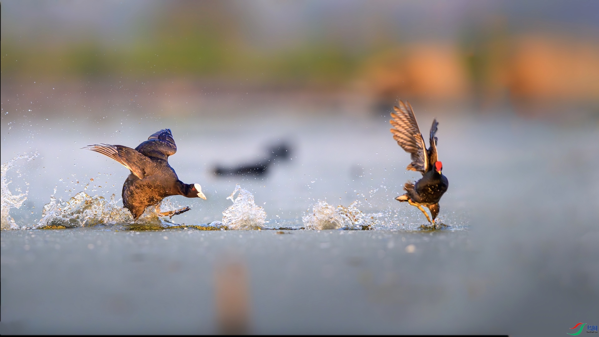 _XXL5749-����ǿ-NR ����.jpeg