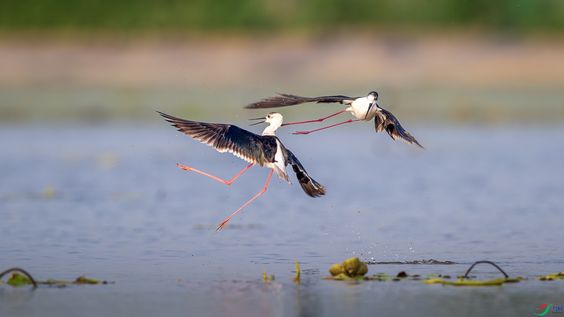 1_XXL8596-����ǿ-NR ����.jpeg