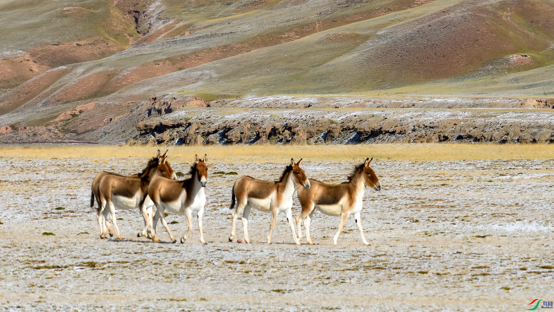 _DSC3871_1.jpg