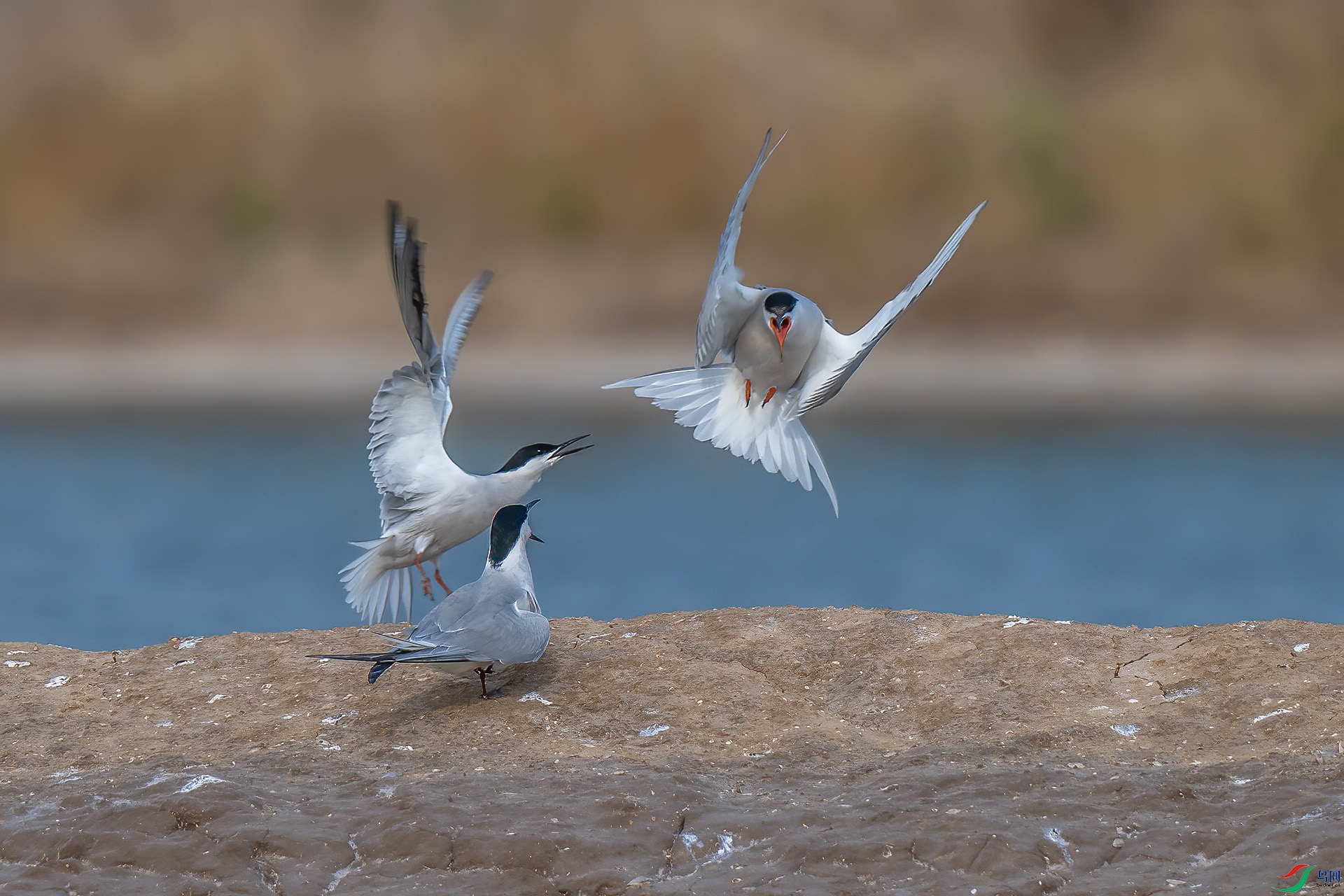 DSC_4920.jpg