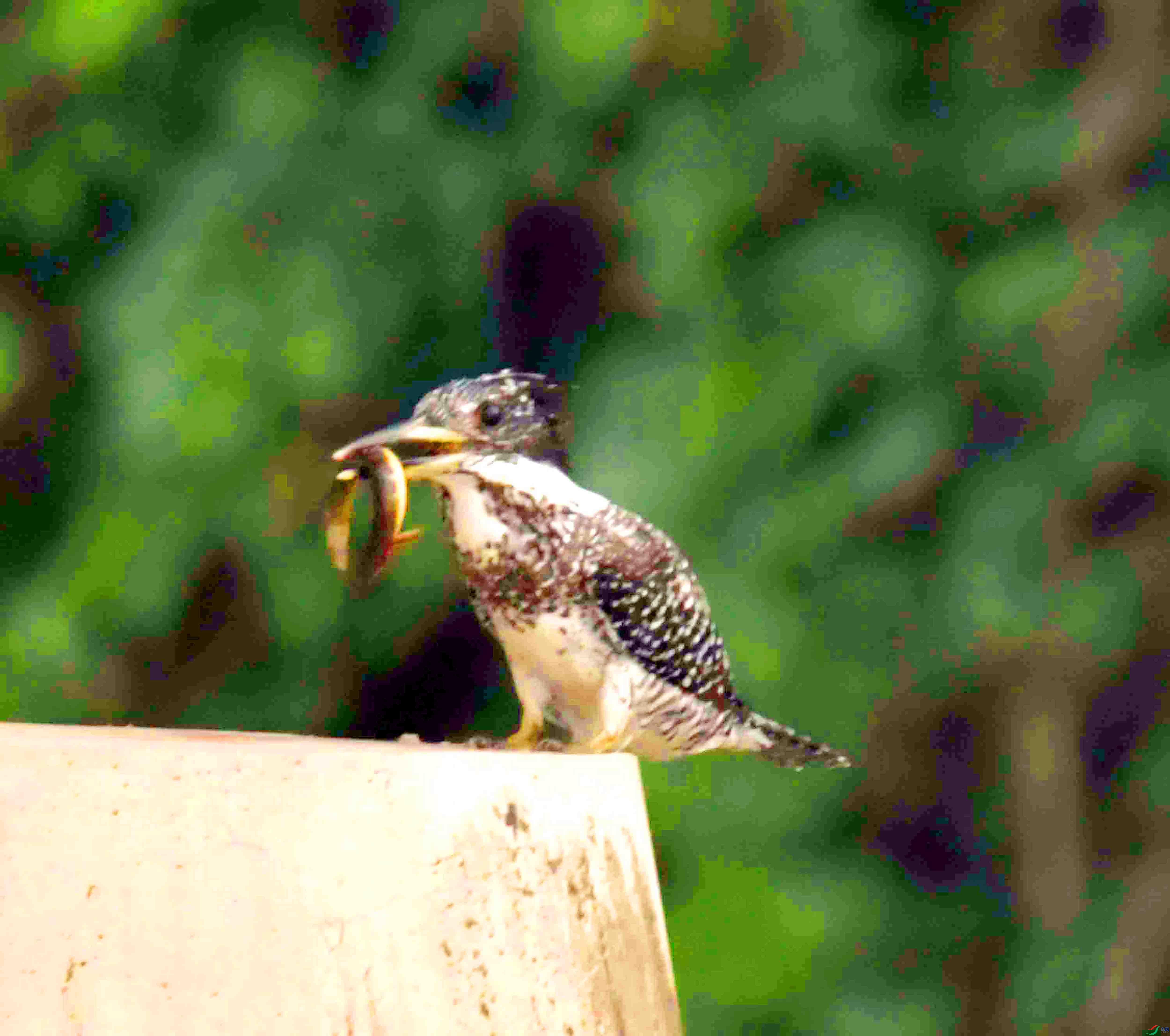 DSC_3200.JPG
