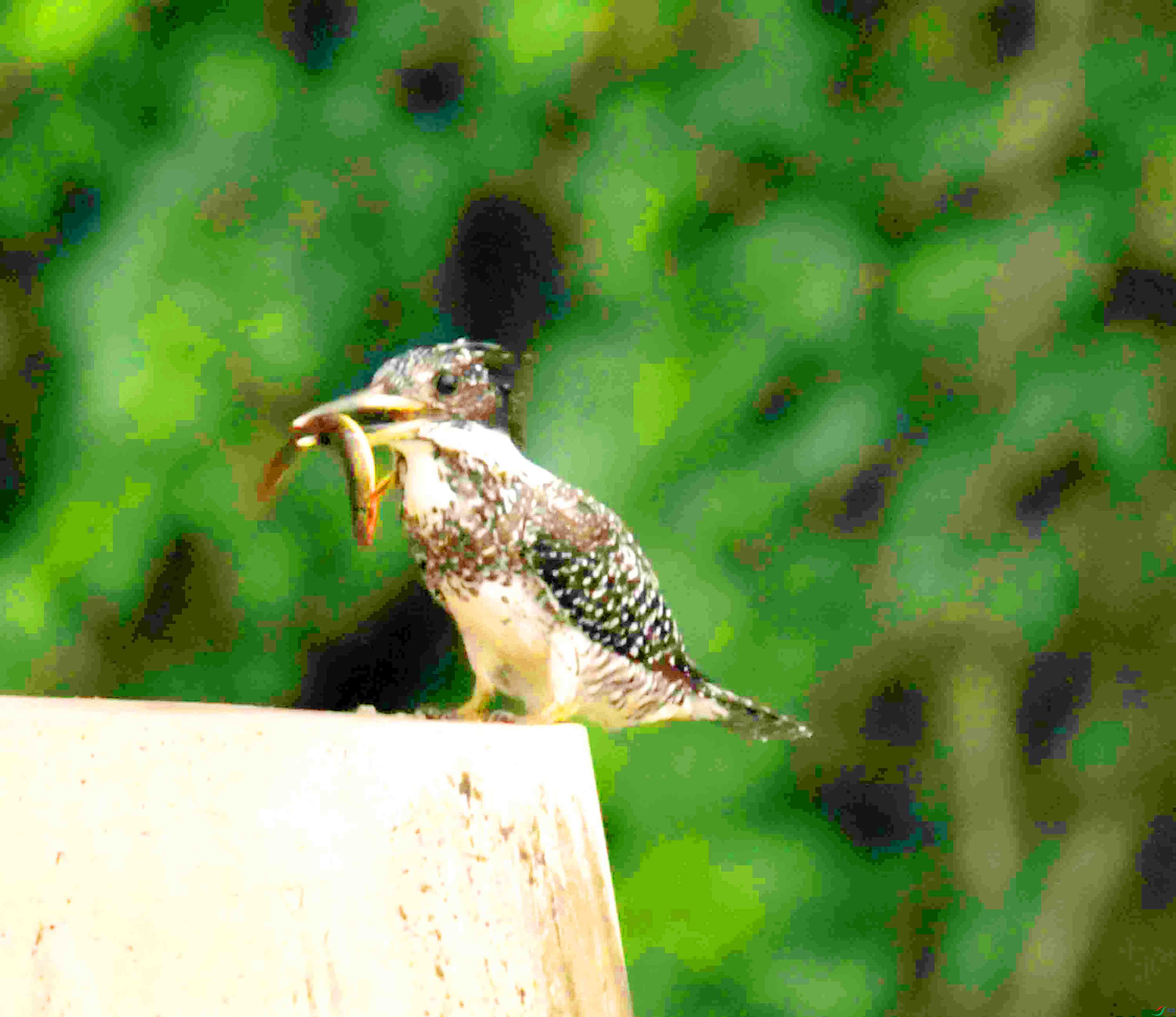 DSC_3201.JPG