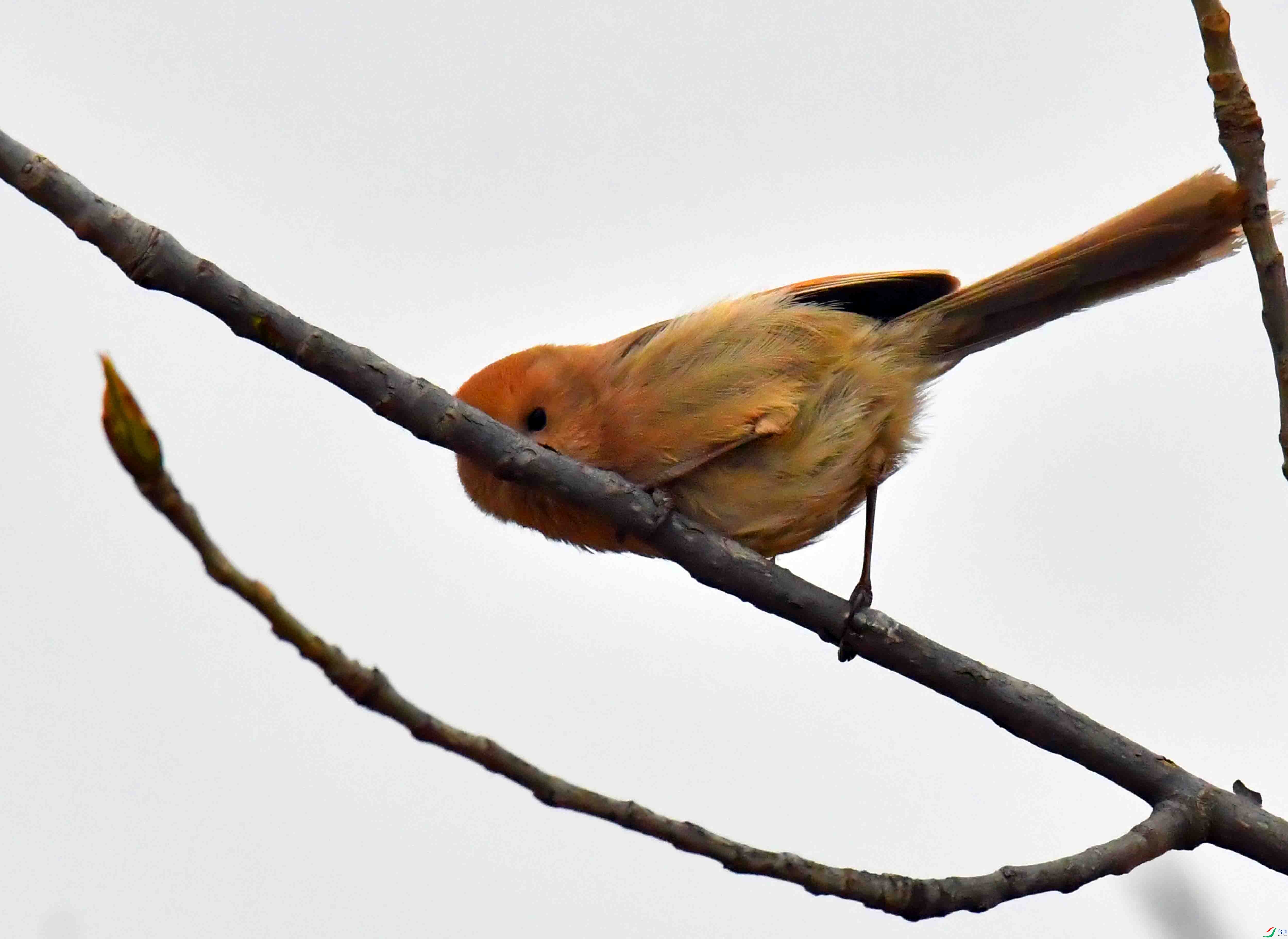 DSC_4066.JPG