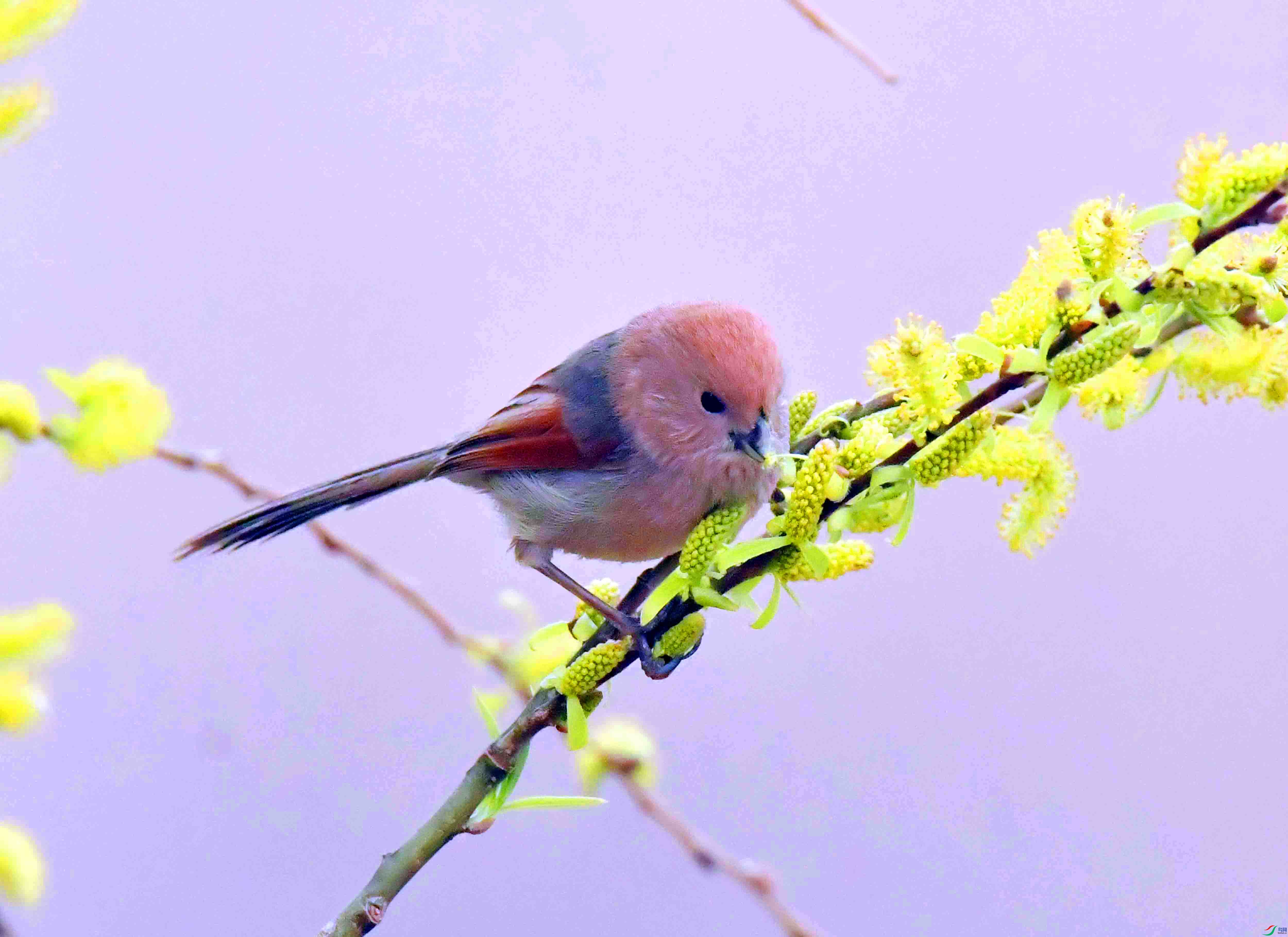 DSC_4133.JPG