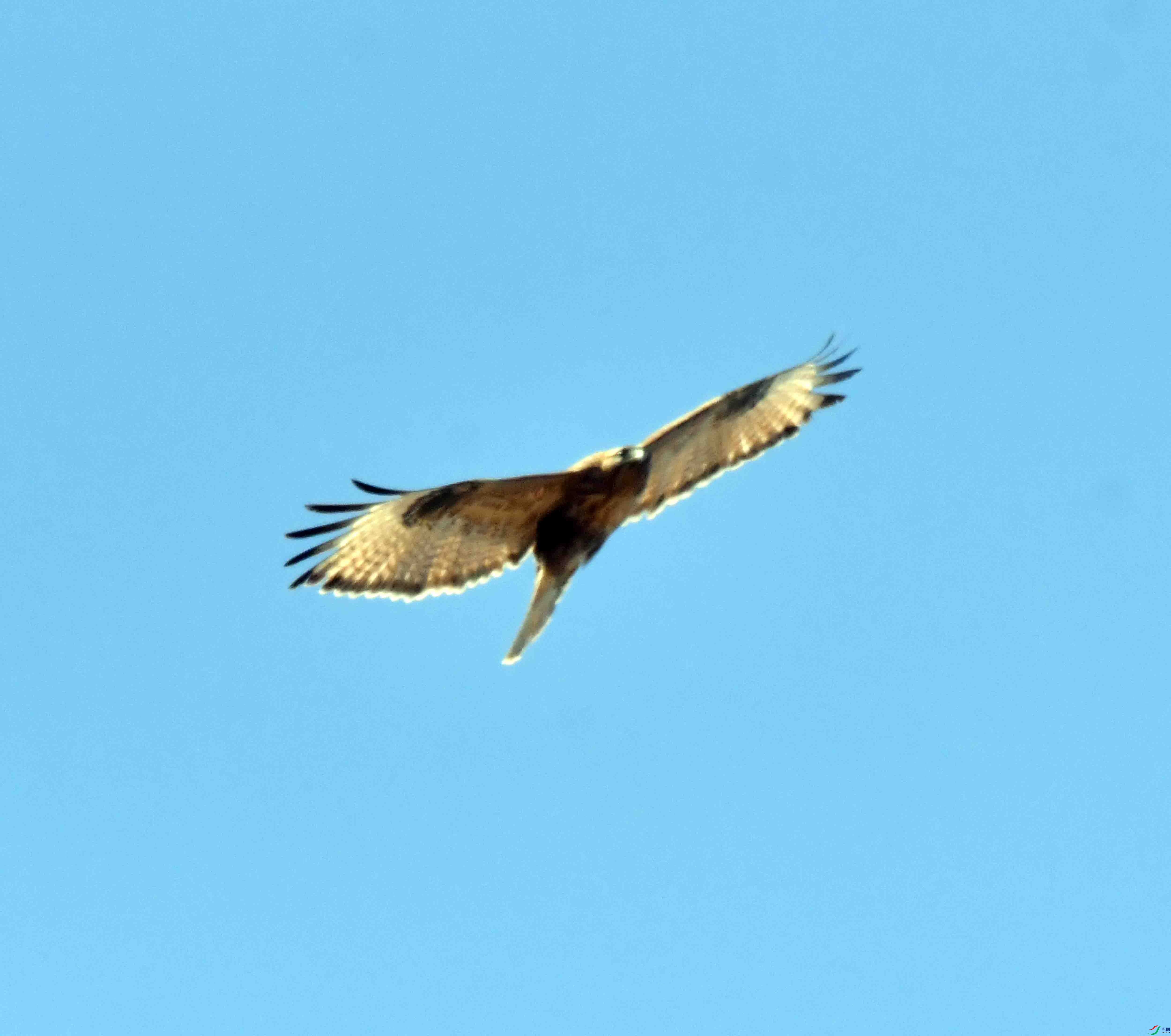 DSC_1275.JPG