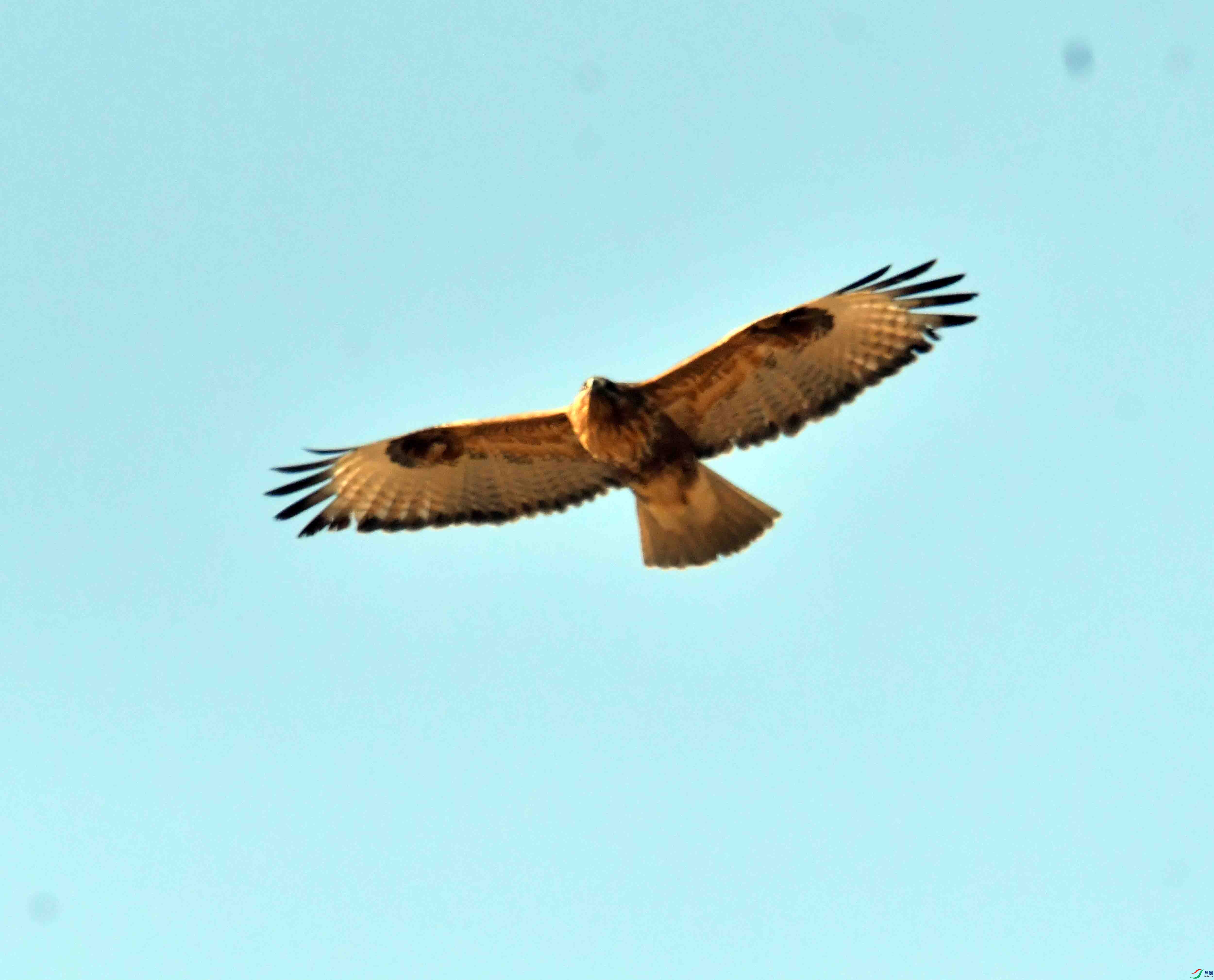 DSC_3130.JPG
