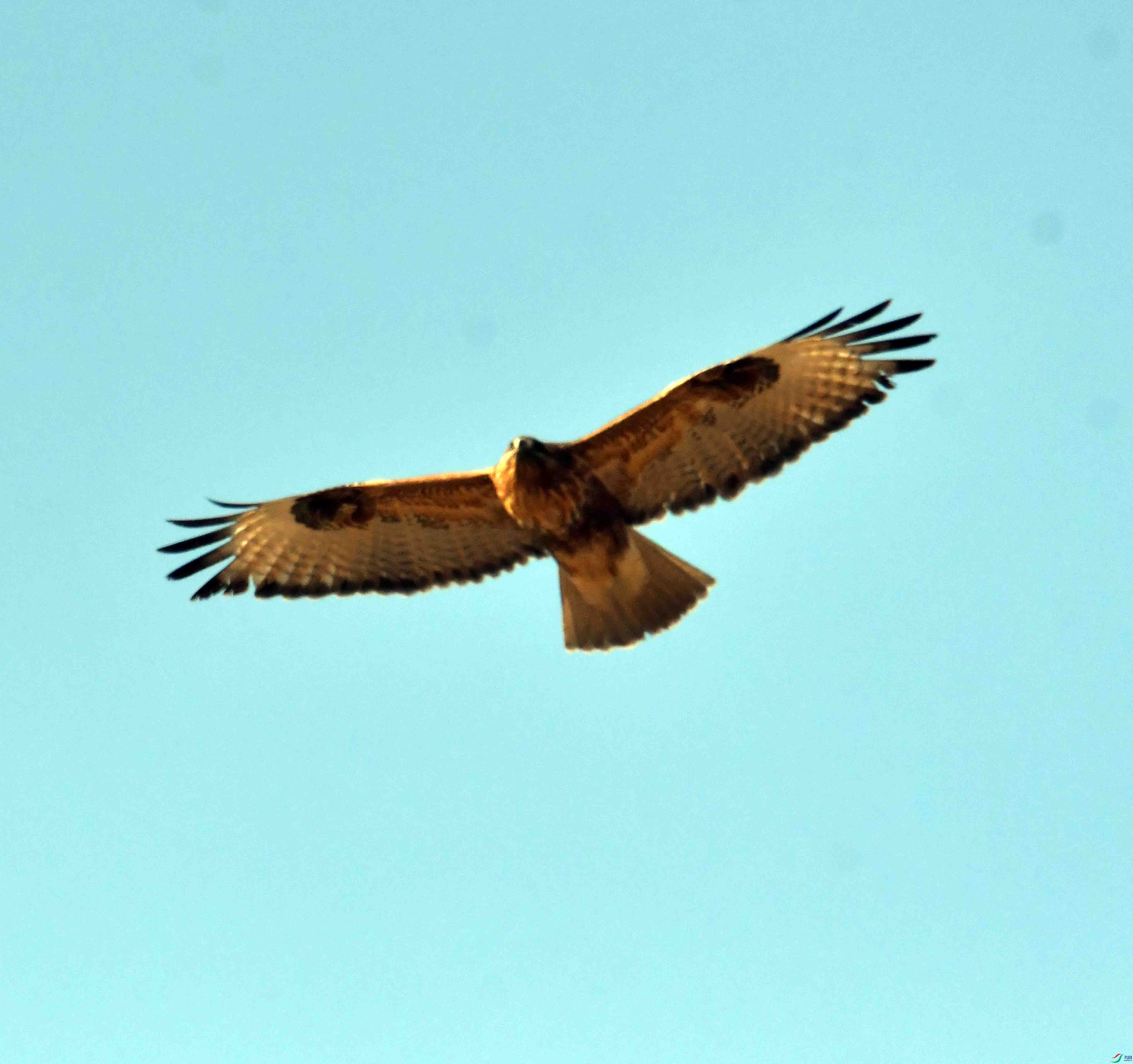 DSC_3129.JPG