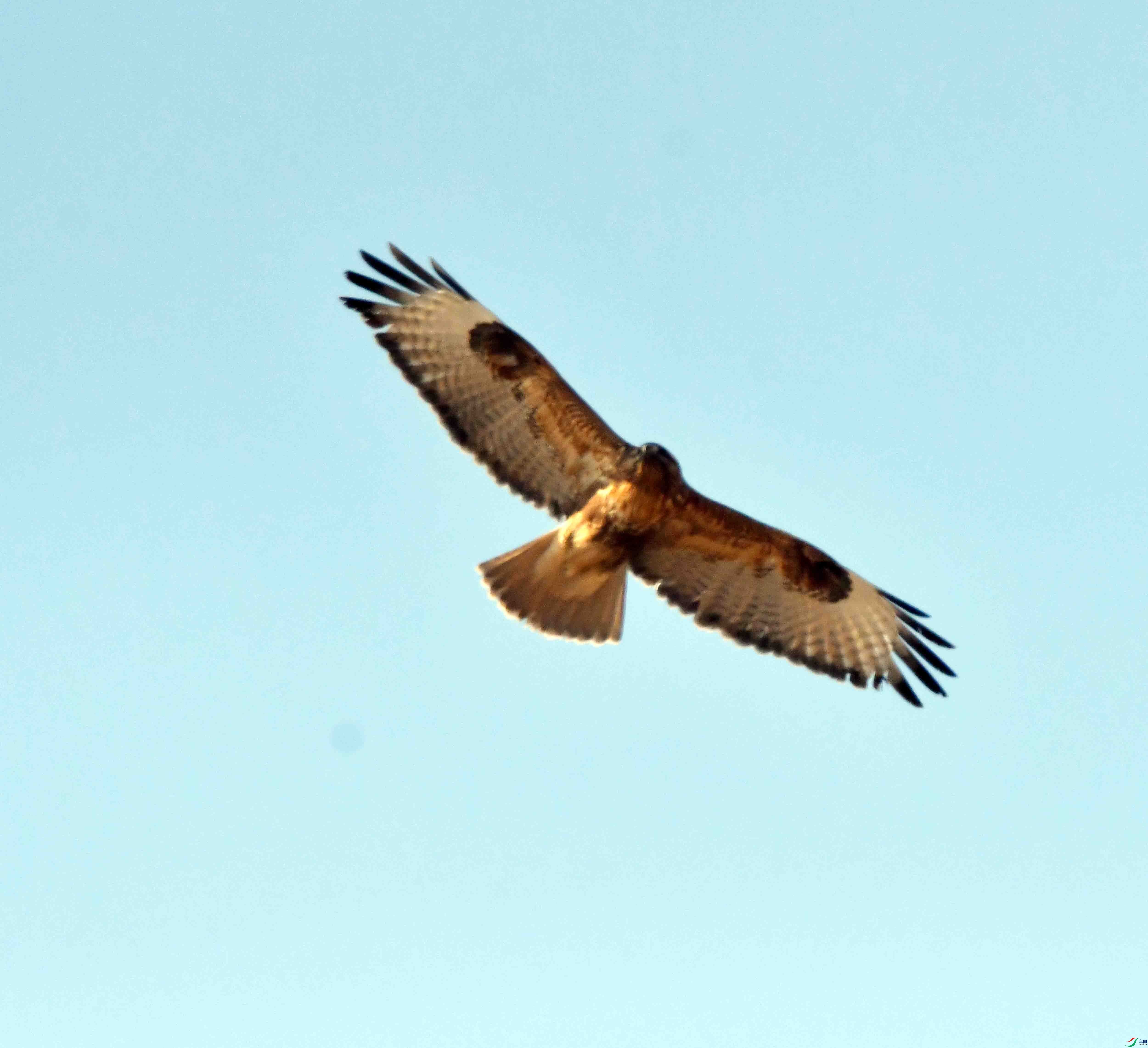 DSC_3159.JPG