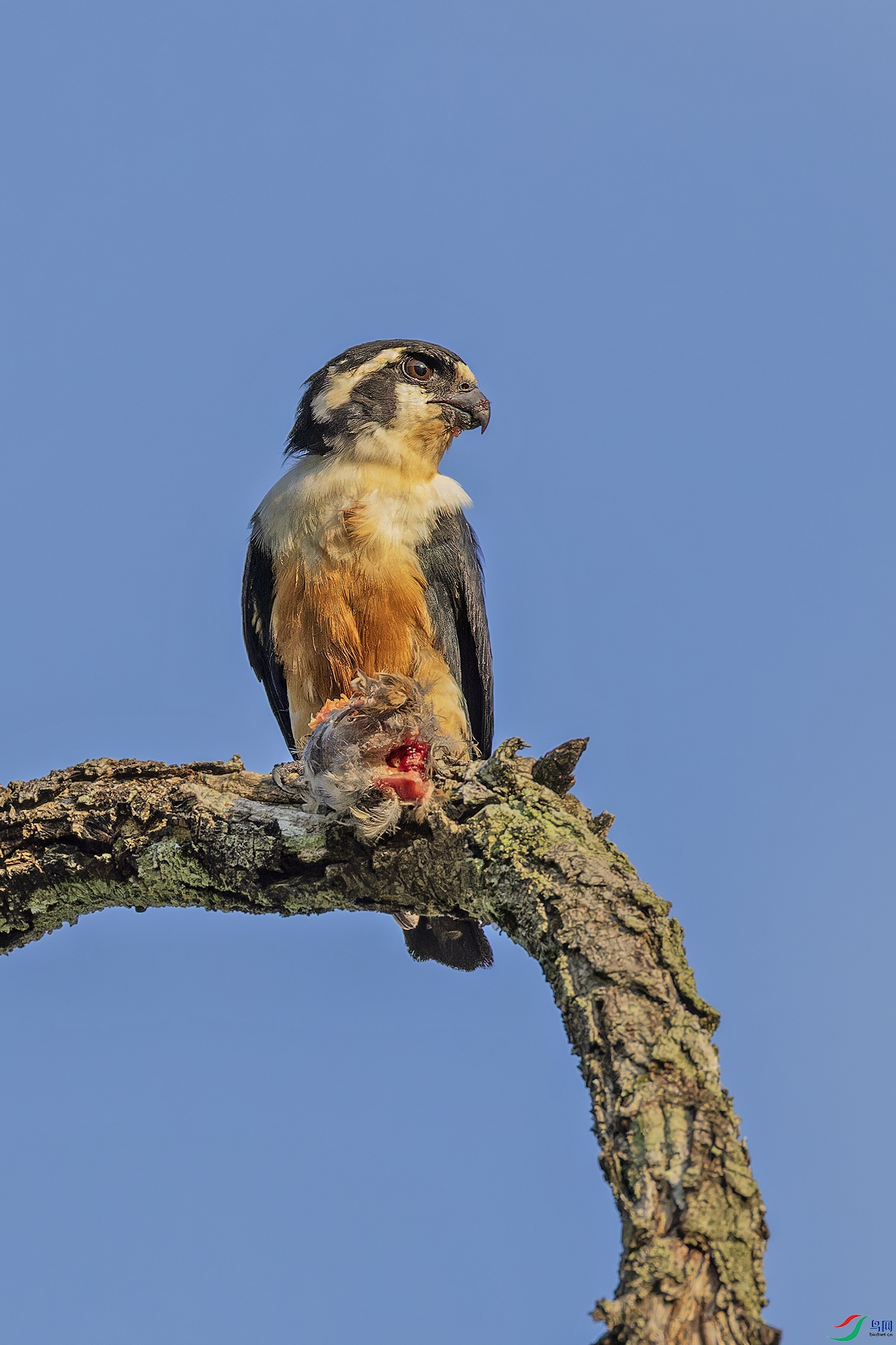 _97A7674-CR3 copy.jpg