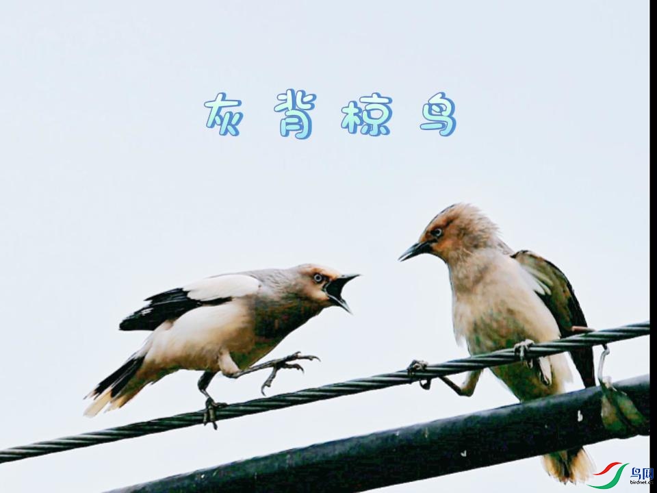 �ұ����