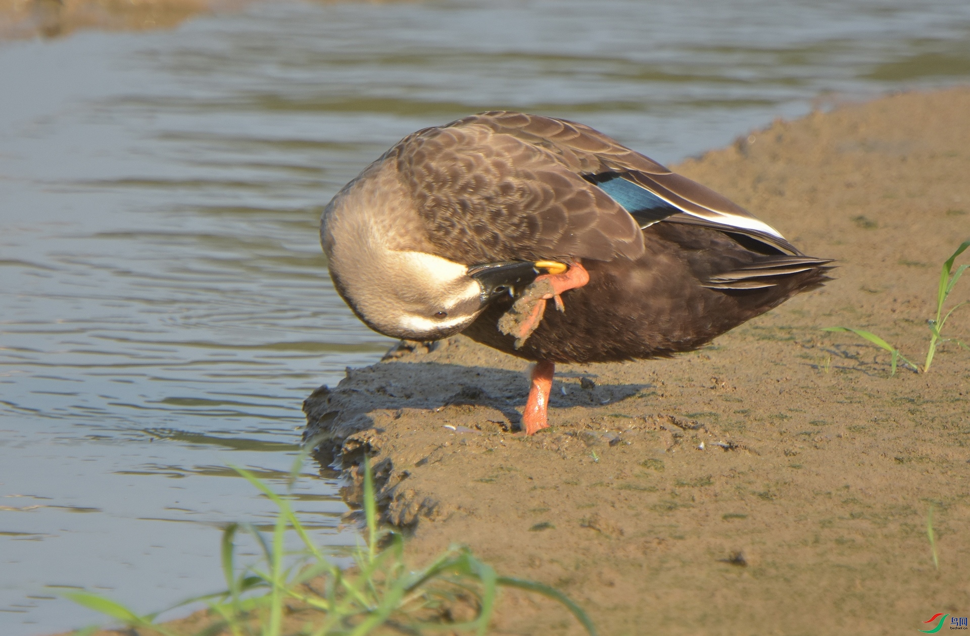 D72_4785.jpg
