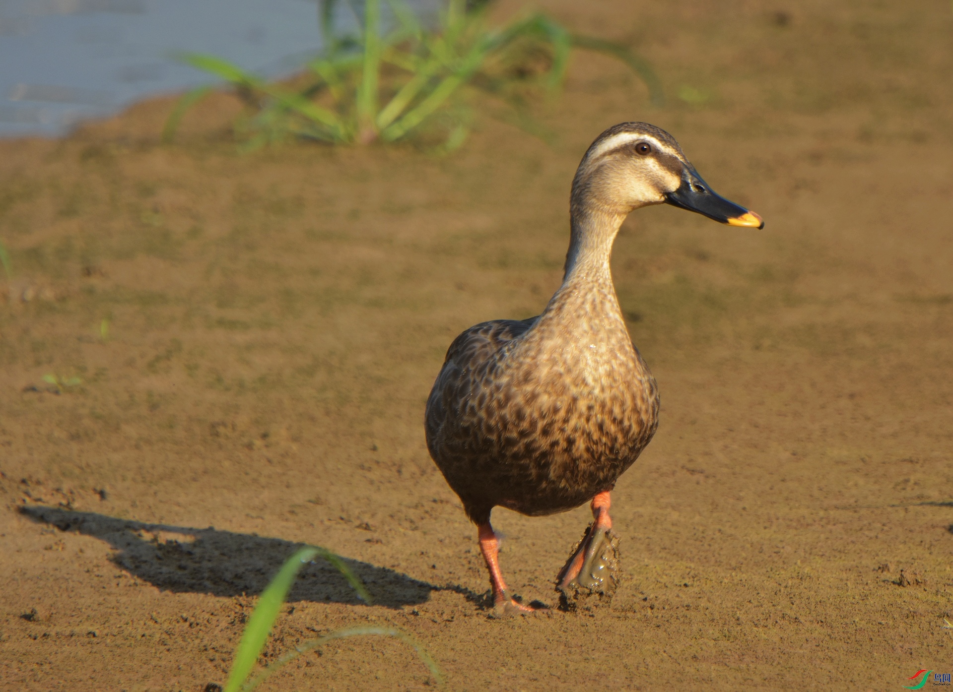 D72_4810.jpg