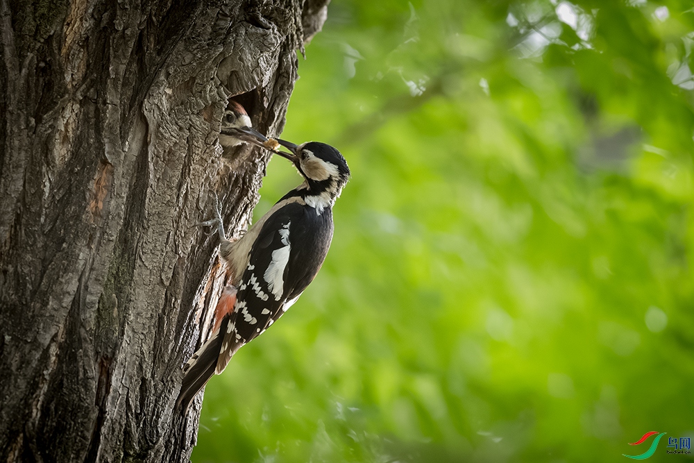 DSC_4423-����ǿ-NR ���� 2.jpg