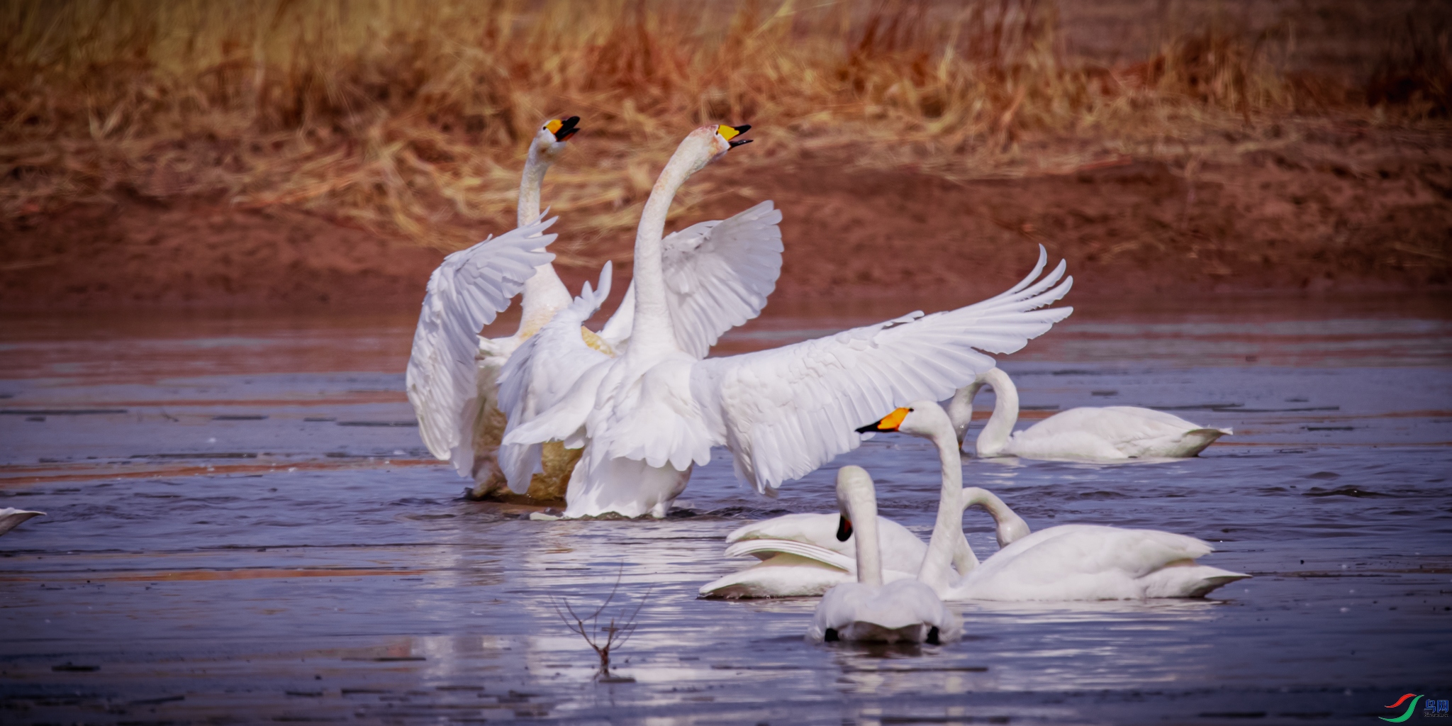 ������س�