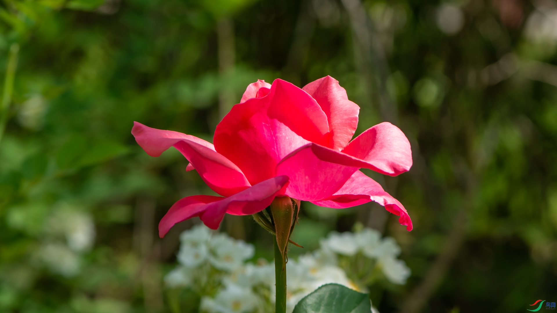 _DSC2500.jpg