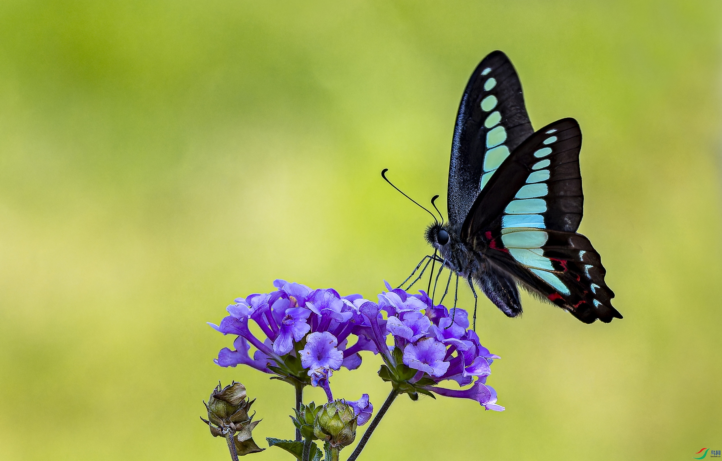 ���� (2)-1.jpg