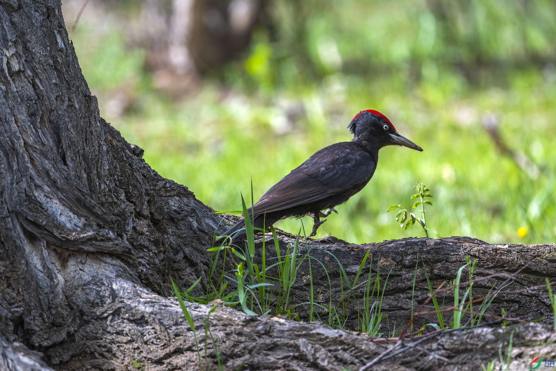 ����ľ�� (103).jpg