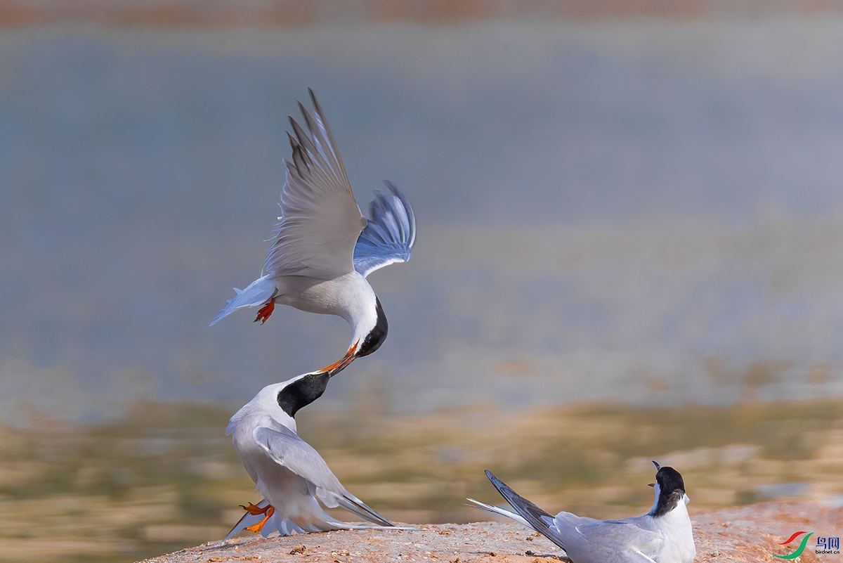 _00A1150-01.jpg