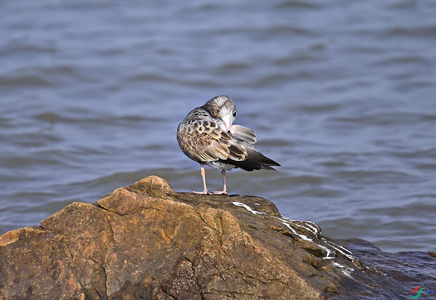 _DSC6457f.jpg