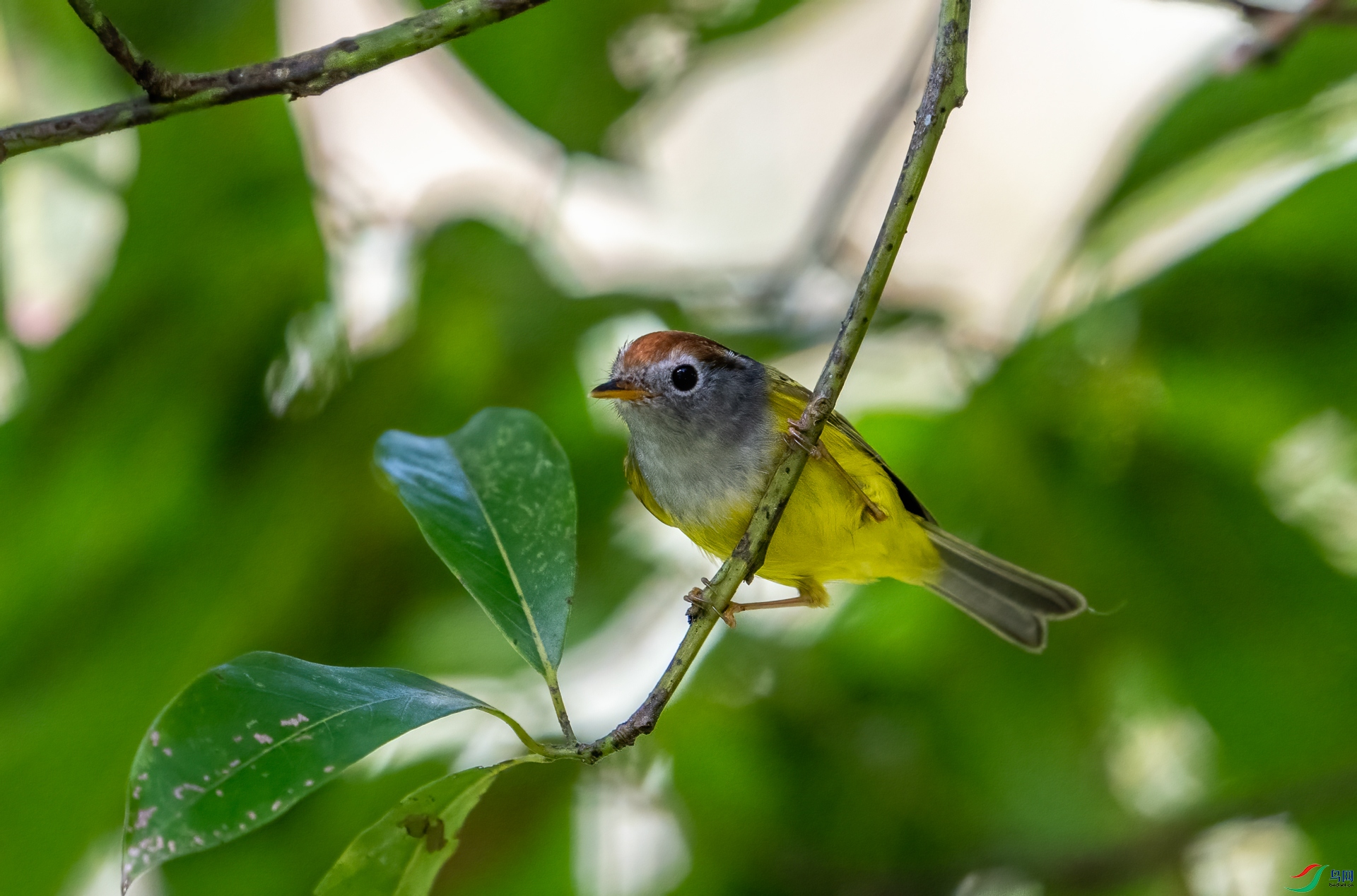 DSC_7243.jpg