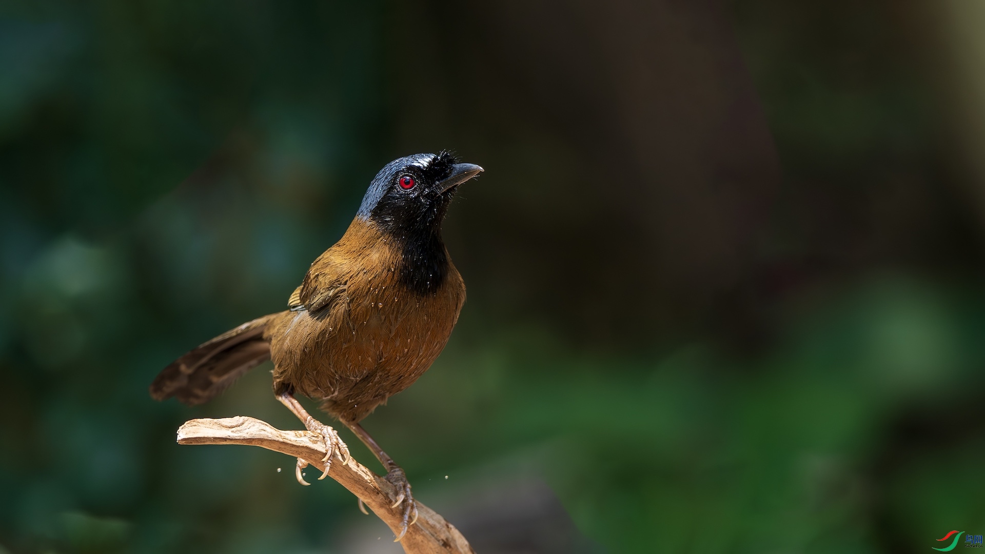 8_XXL2184-����ǿ-NR ����.jpeg