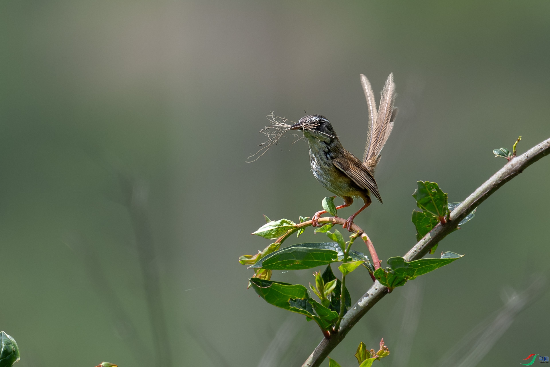 DSC_8807-����ǿ-����-2.jpg