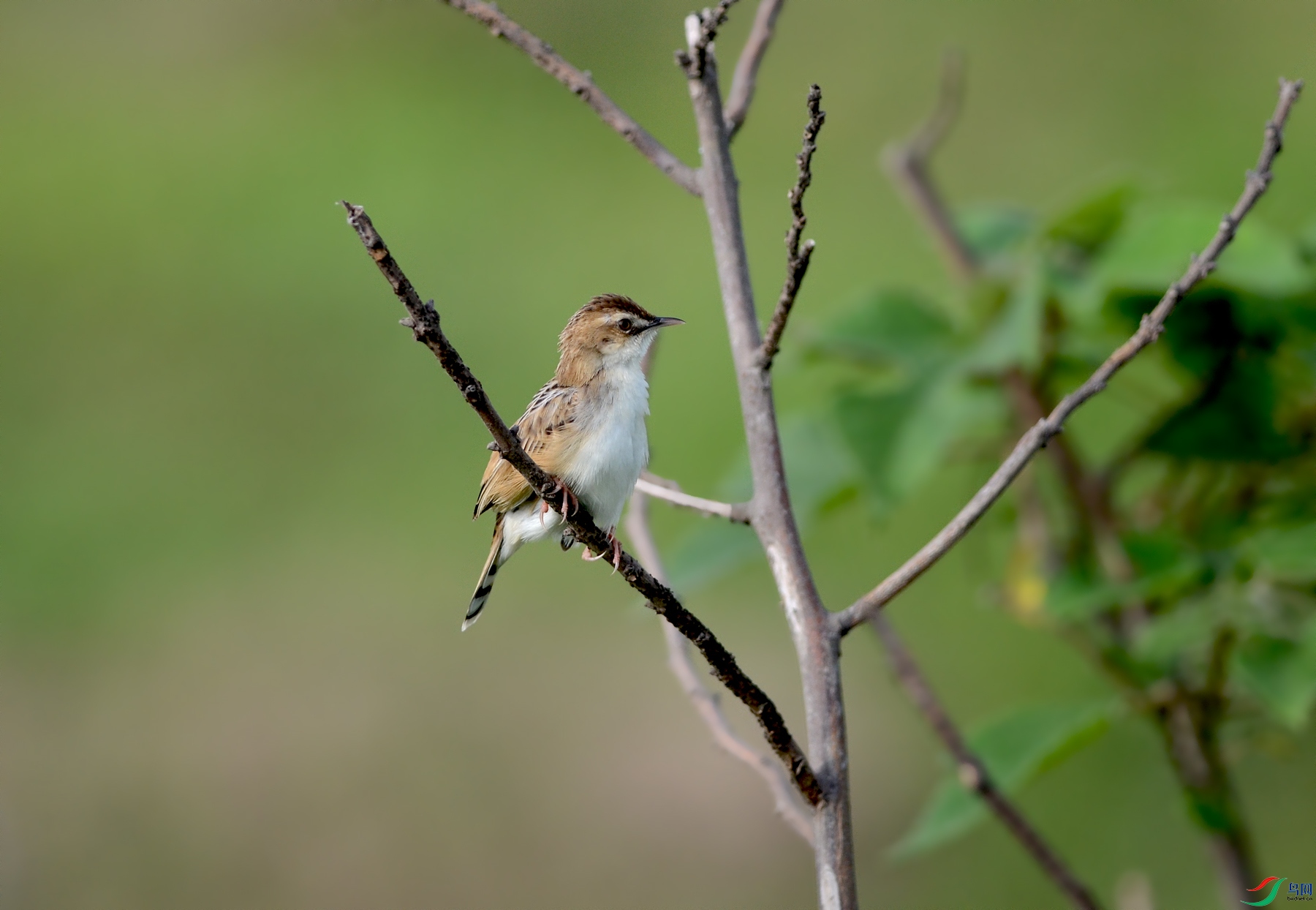 GSH_8058a.jpg
