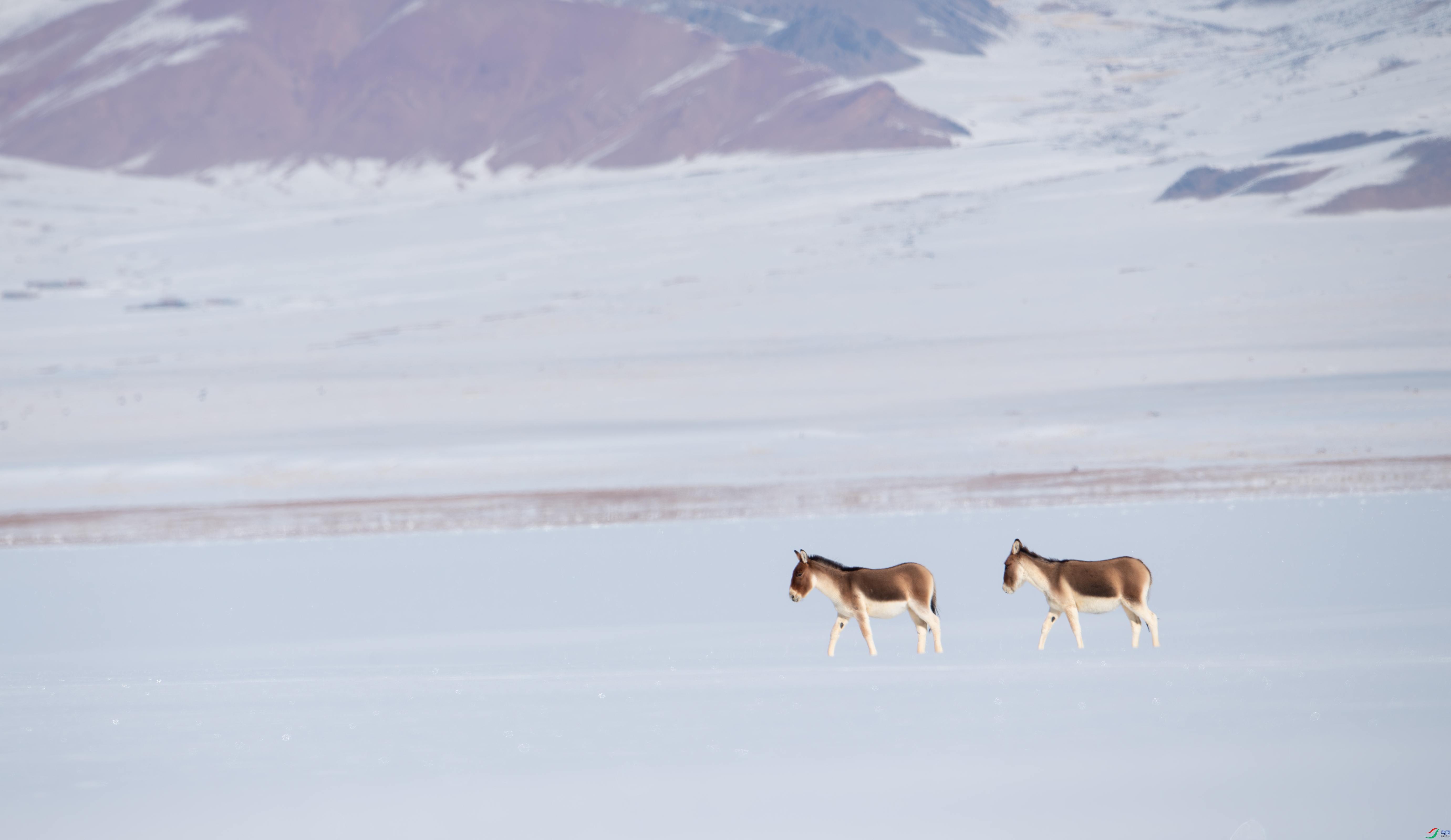 DSC_6503-����ǿ-NR-1.jpg
