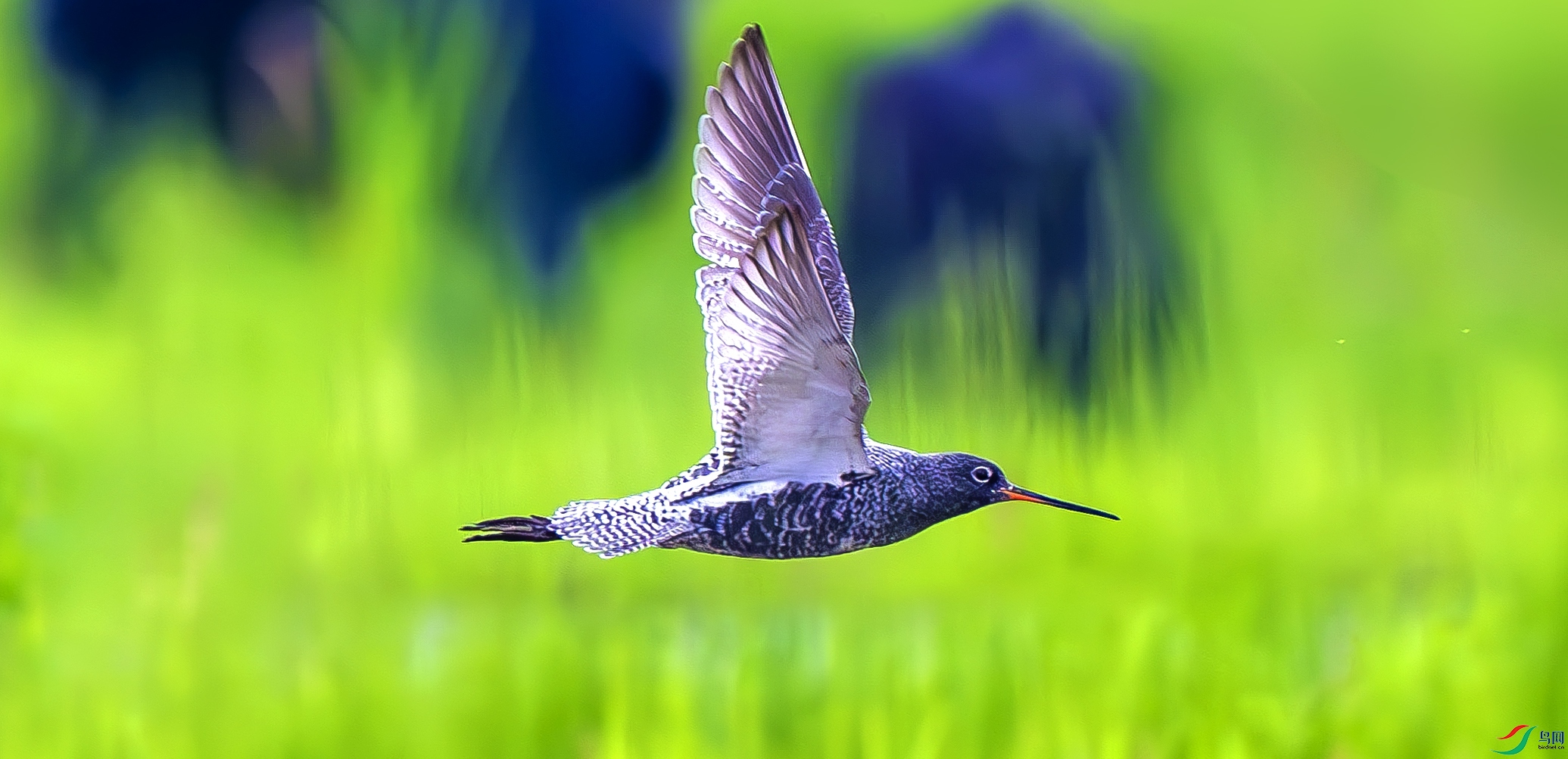 _DDS0998-����_����.jpg