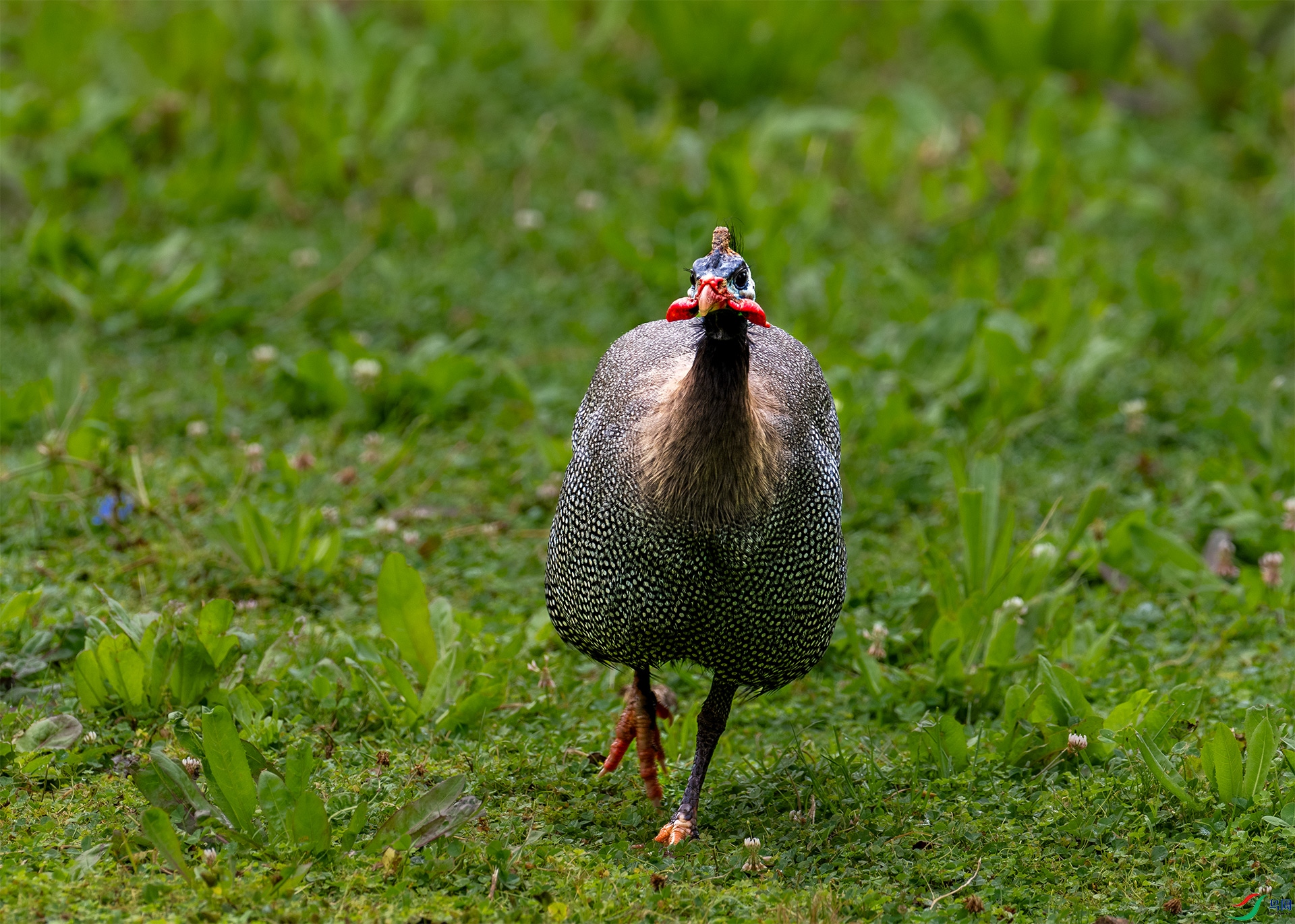P3091162-1���鼦.jpg