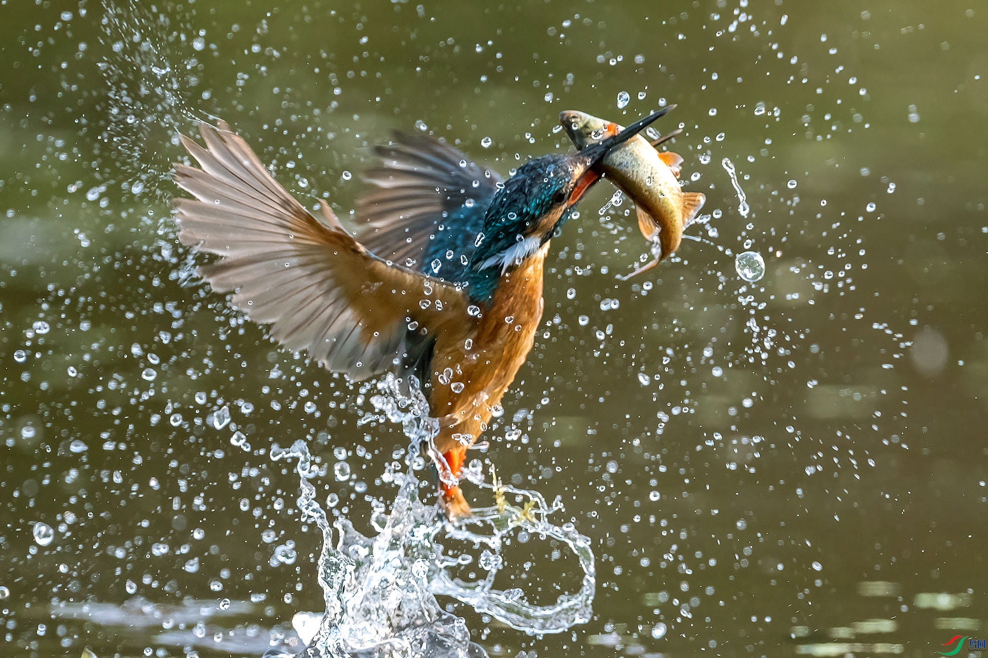 DSC_6927 V.jpg
