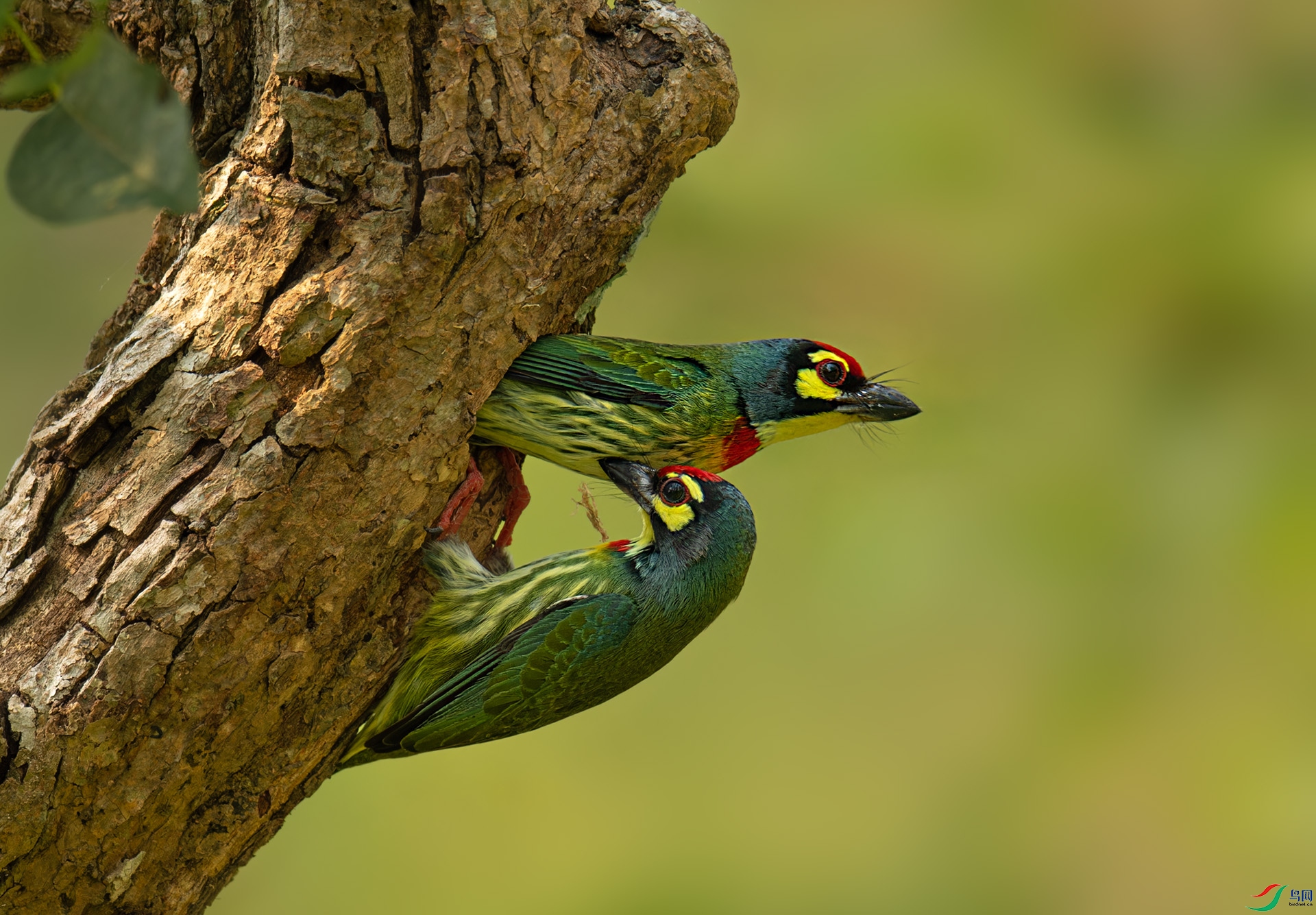 DSC_2198-1.jpg