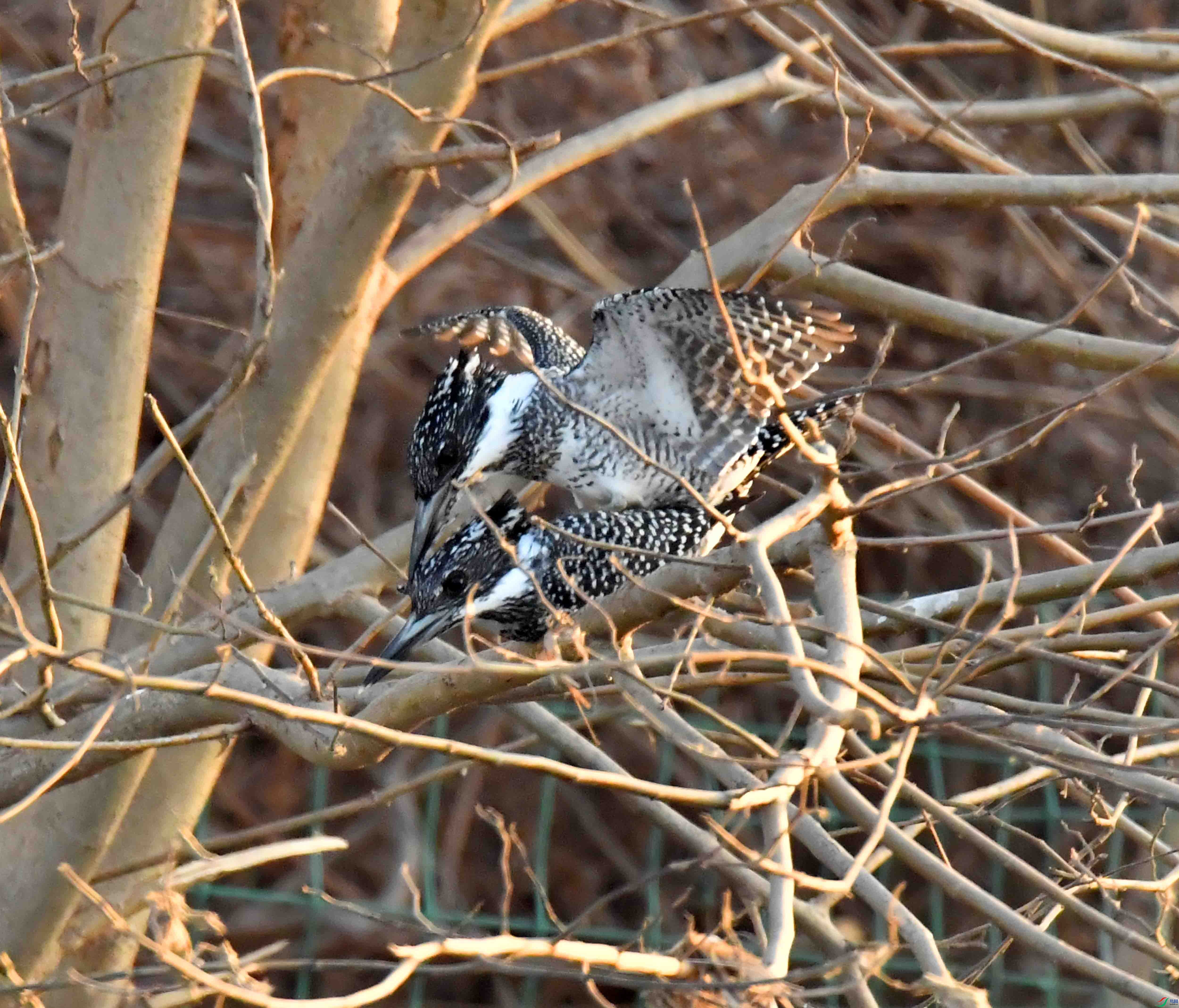 DSC_3467.JPG