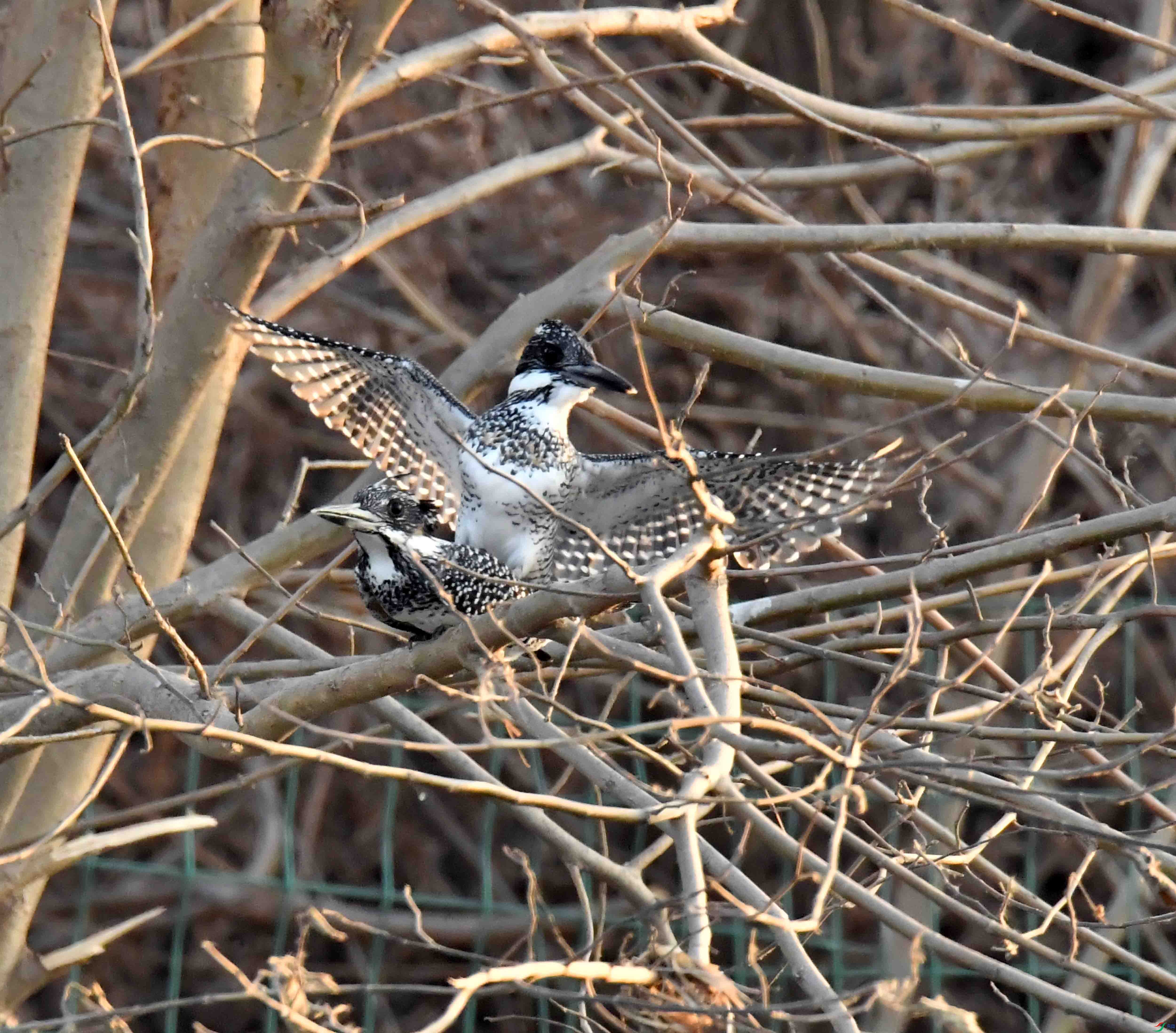 DSC_3471.JPG