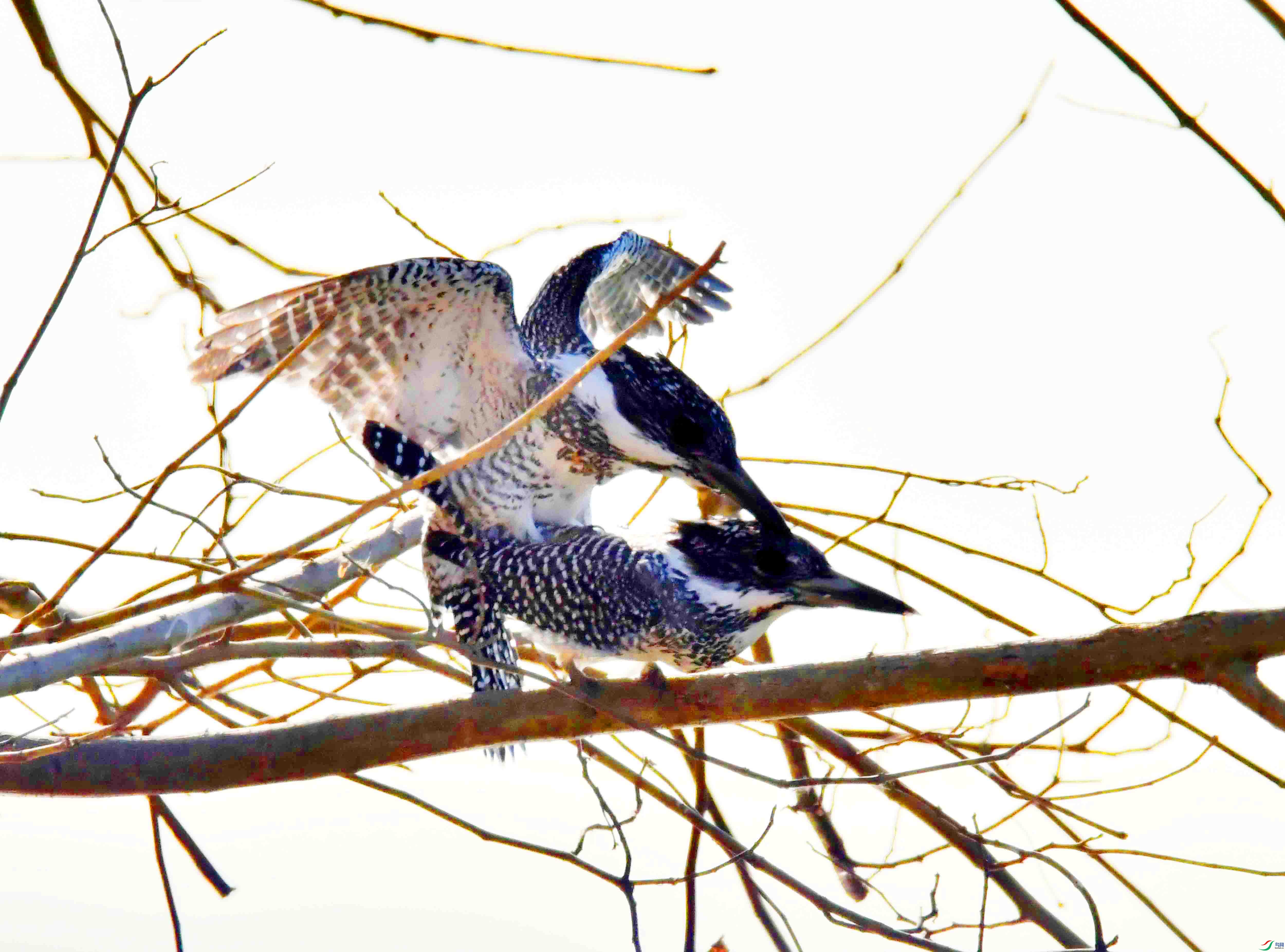 DSC_9496.JPG