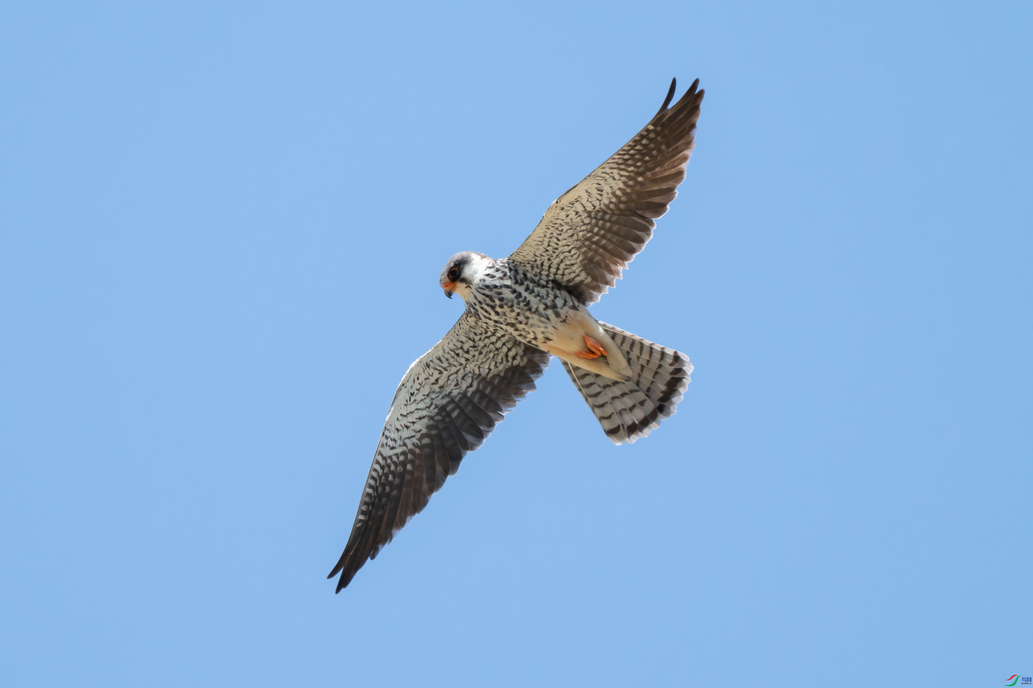 DSC_4527.jpg