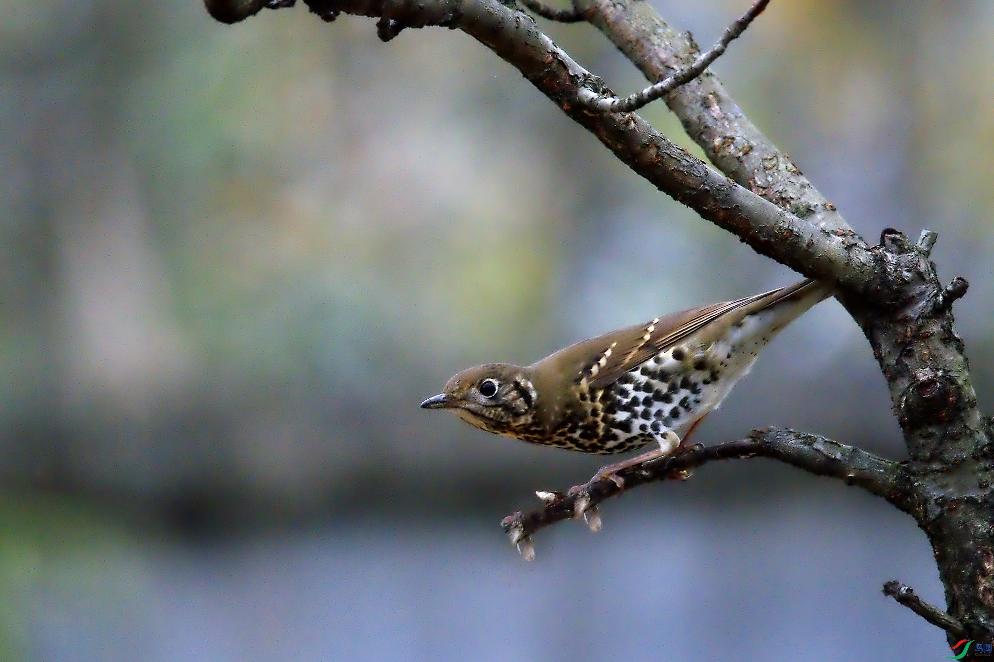DSC_8400-.jpg