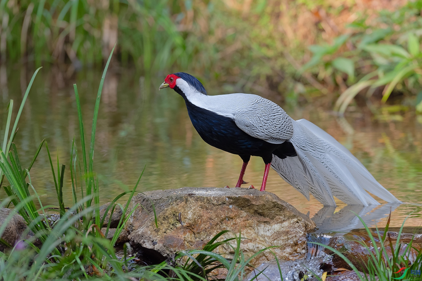 DSC_0416_DxOa.jpg