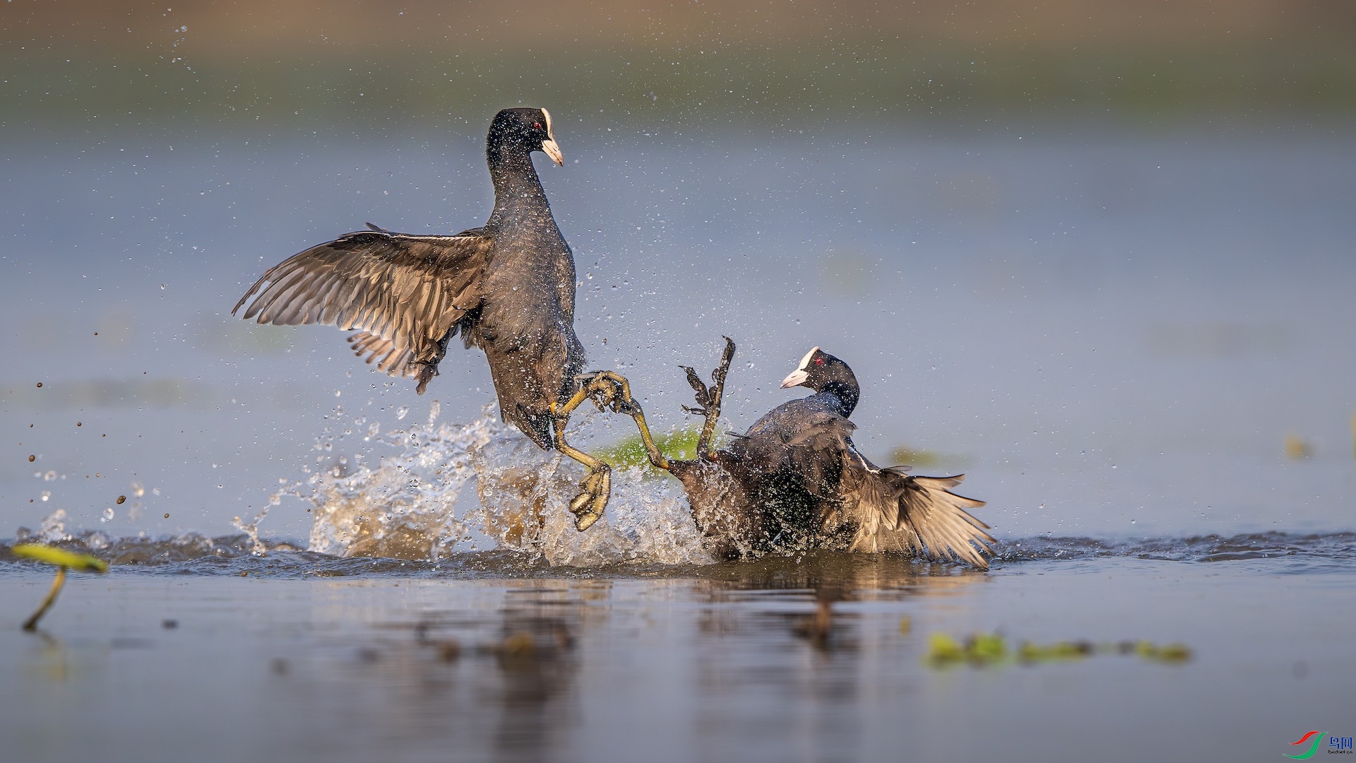 2_XXL7960-����ǿ-NR ����.jpeg