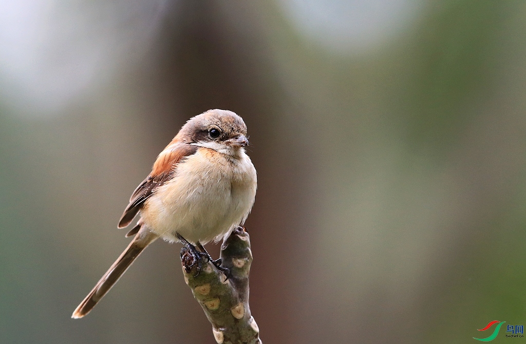 ���� IMGL2430.JPG