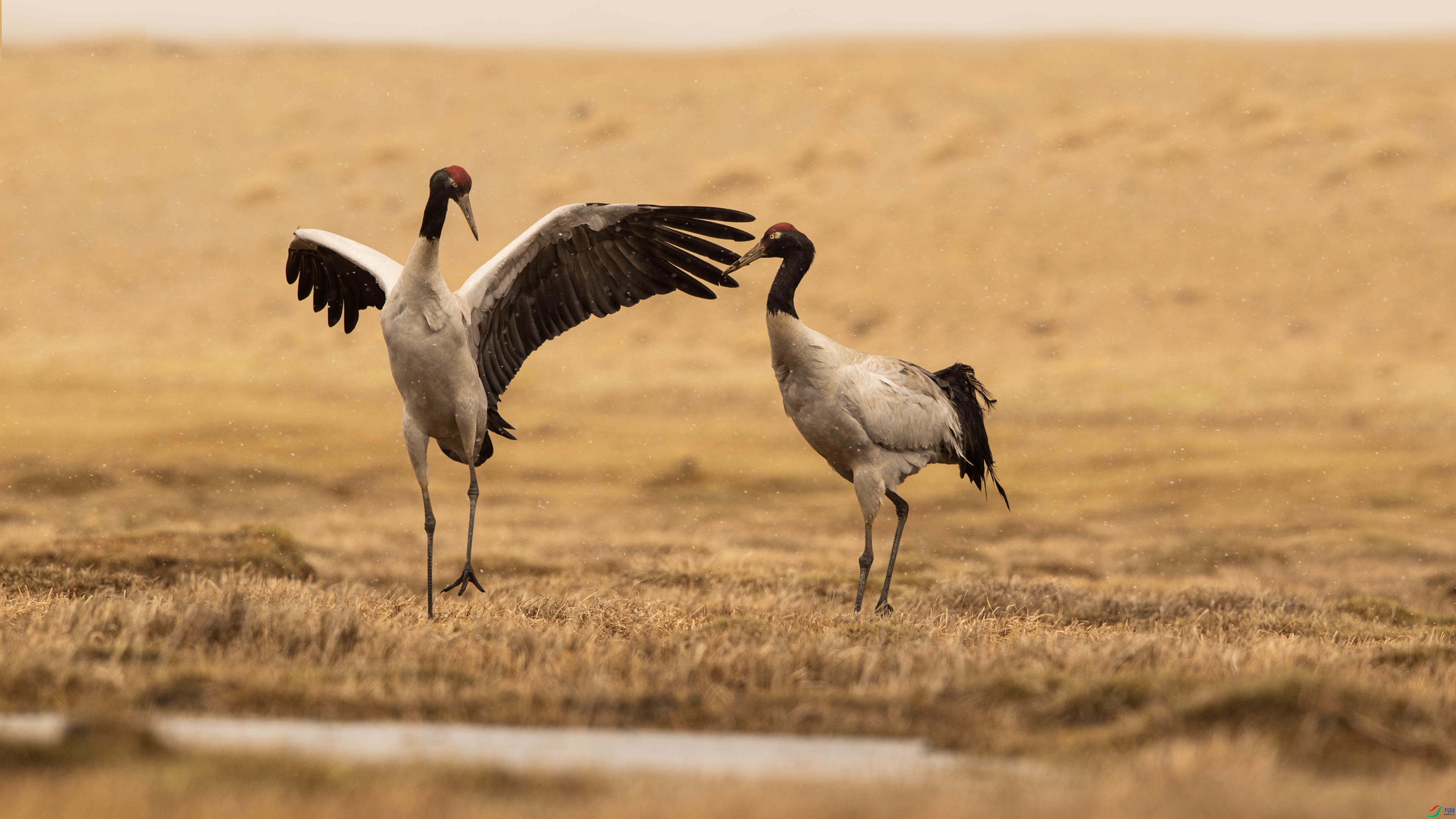 000A8841 ���� - ����.jpg