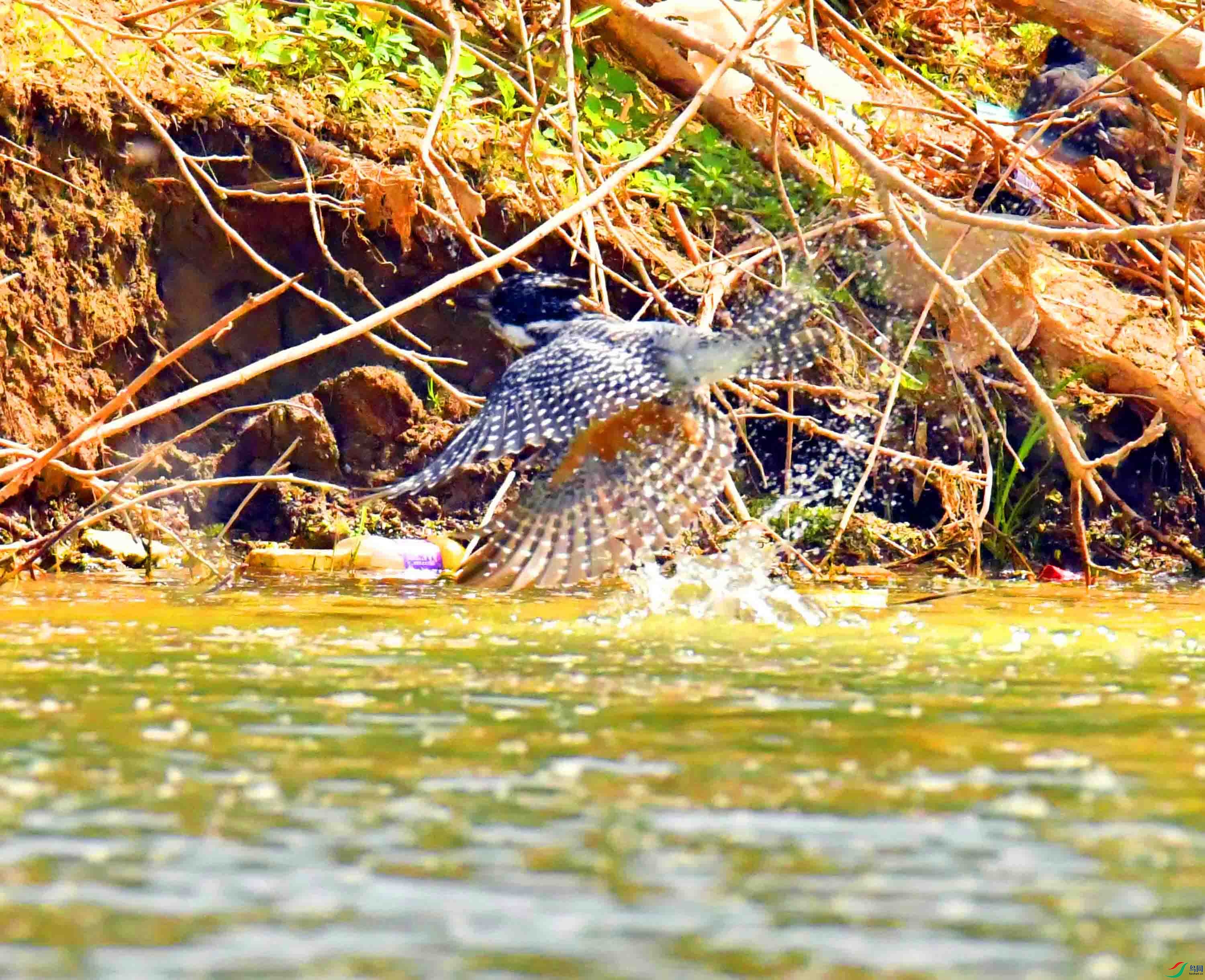 DSC_8445.JPG